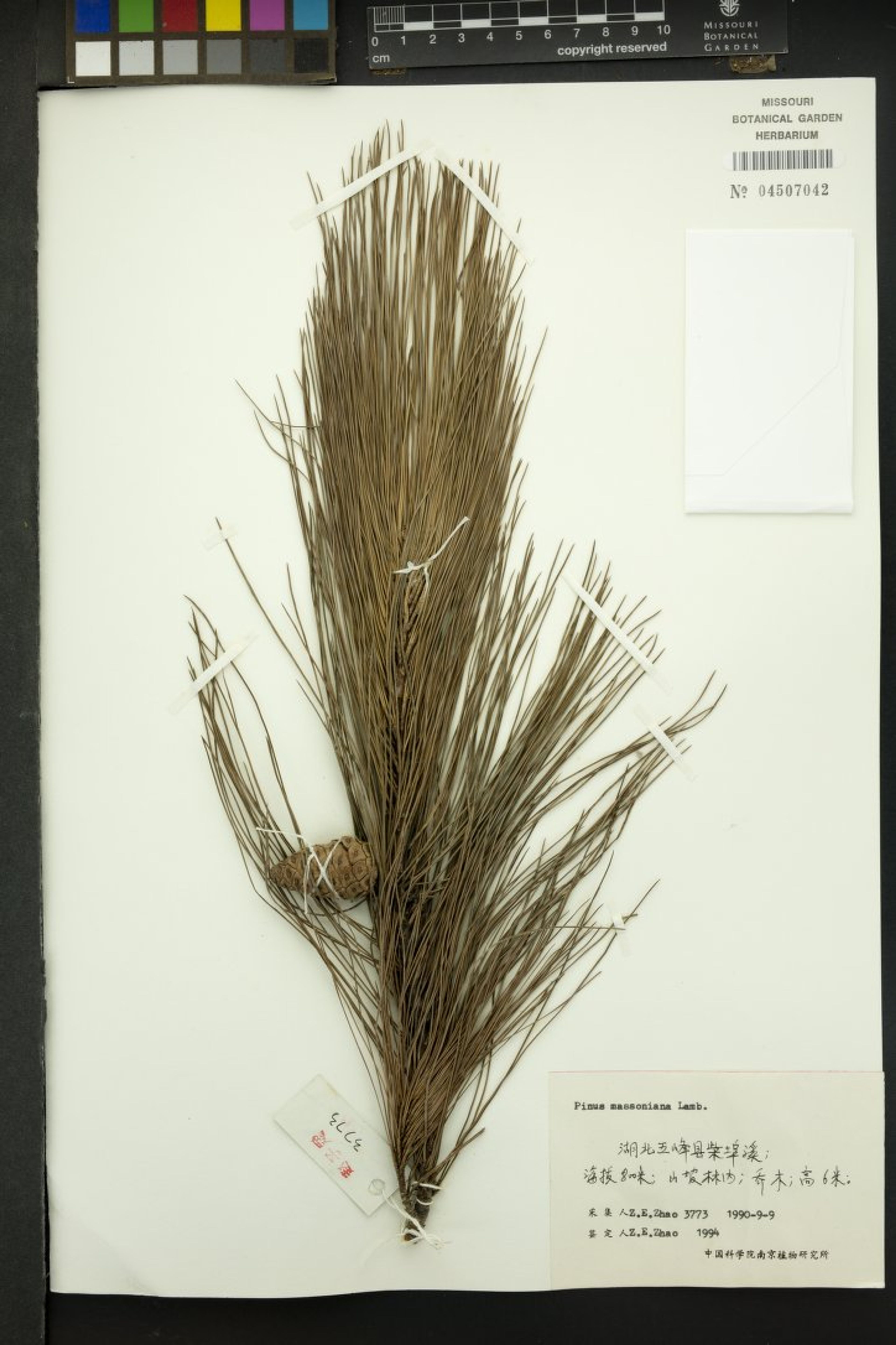 Pinus massoniana - 60