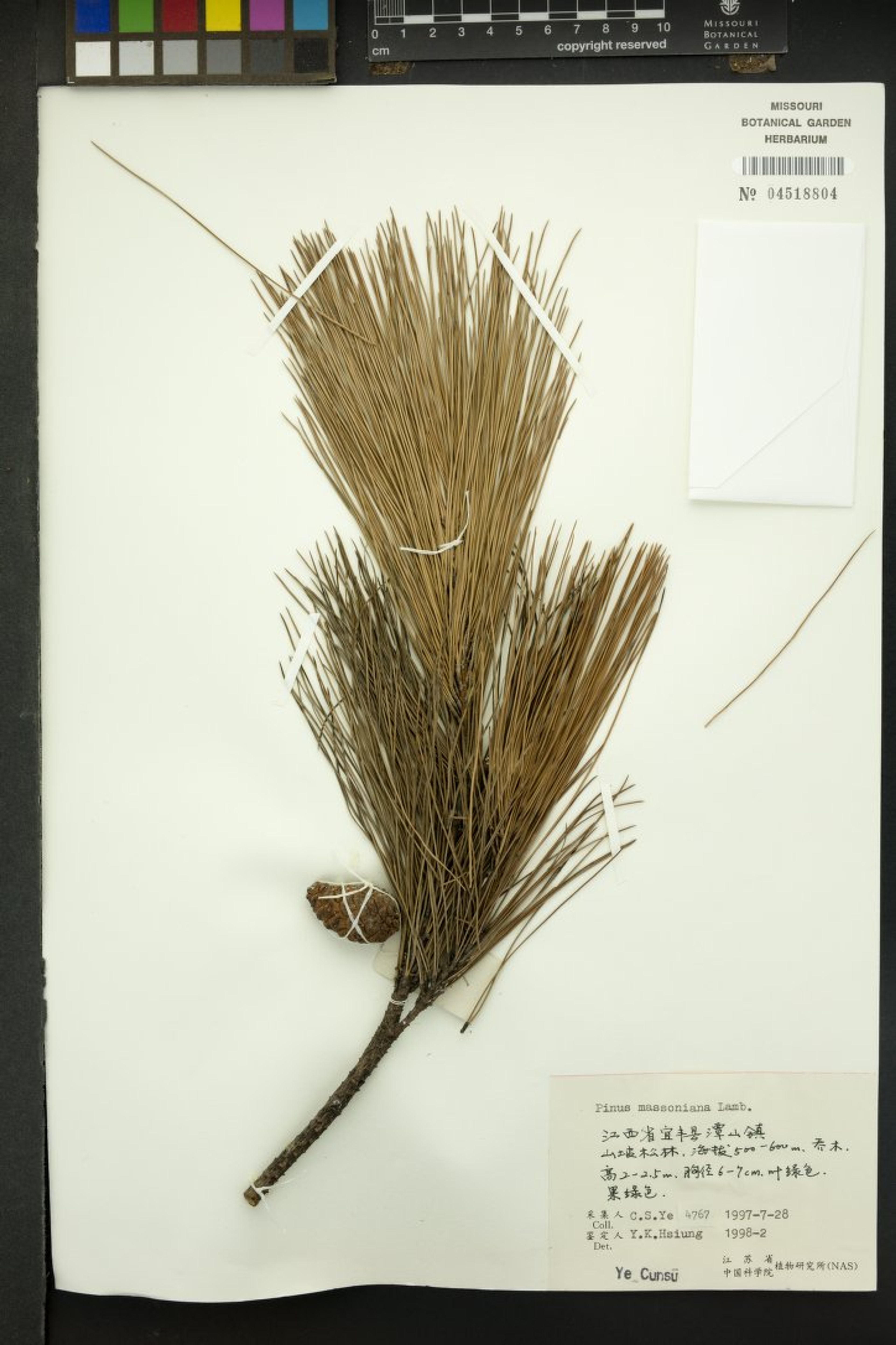 Pinus massoniana - 51