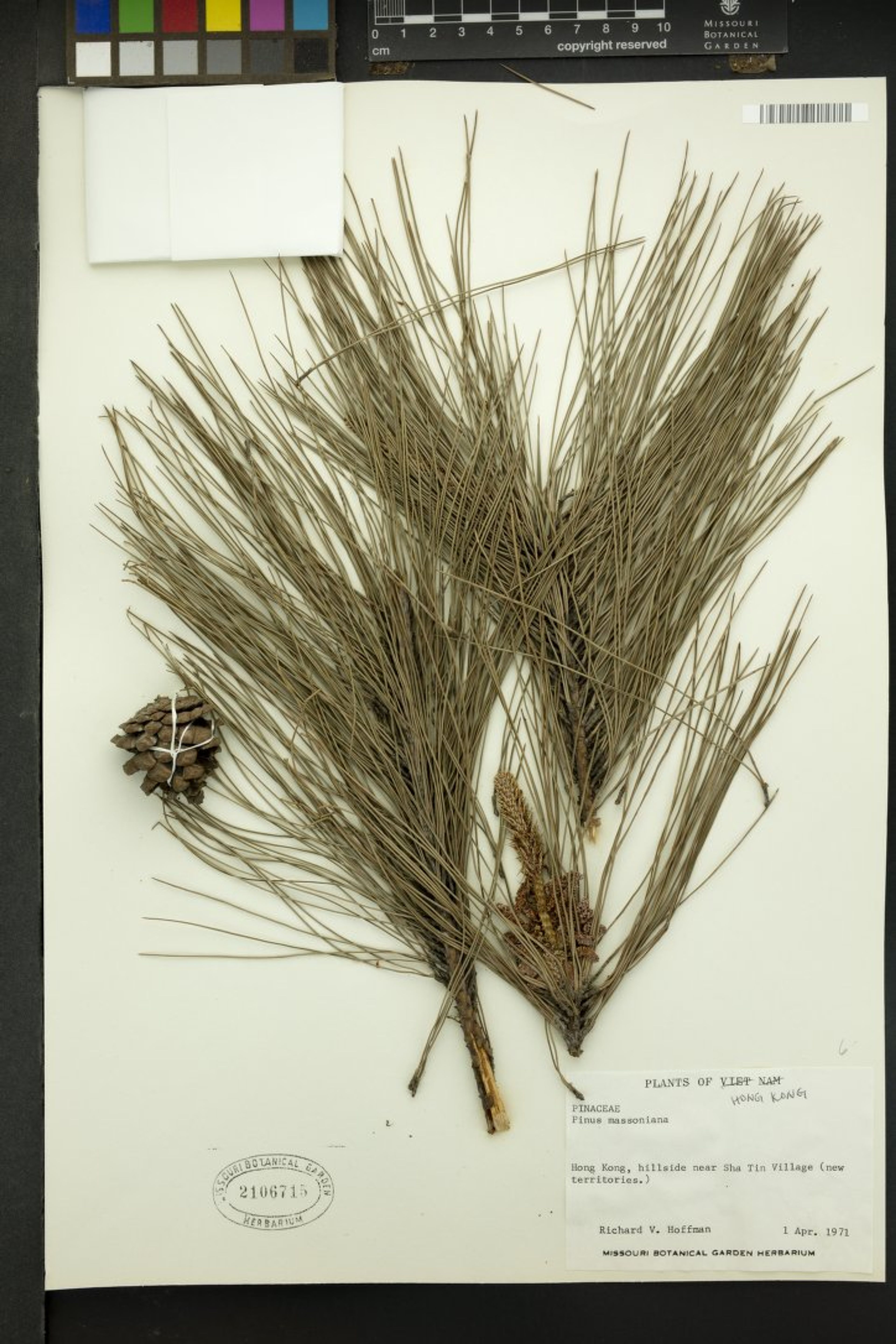 Pinus massoniana - 9