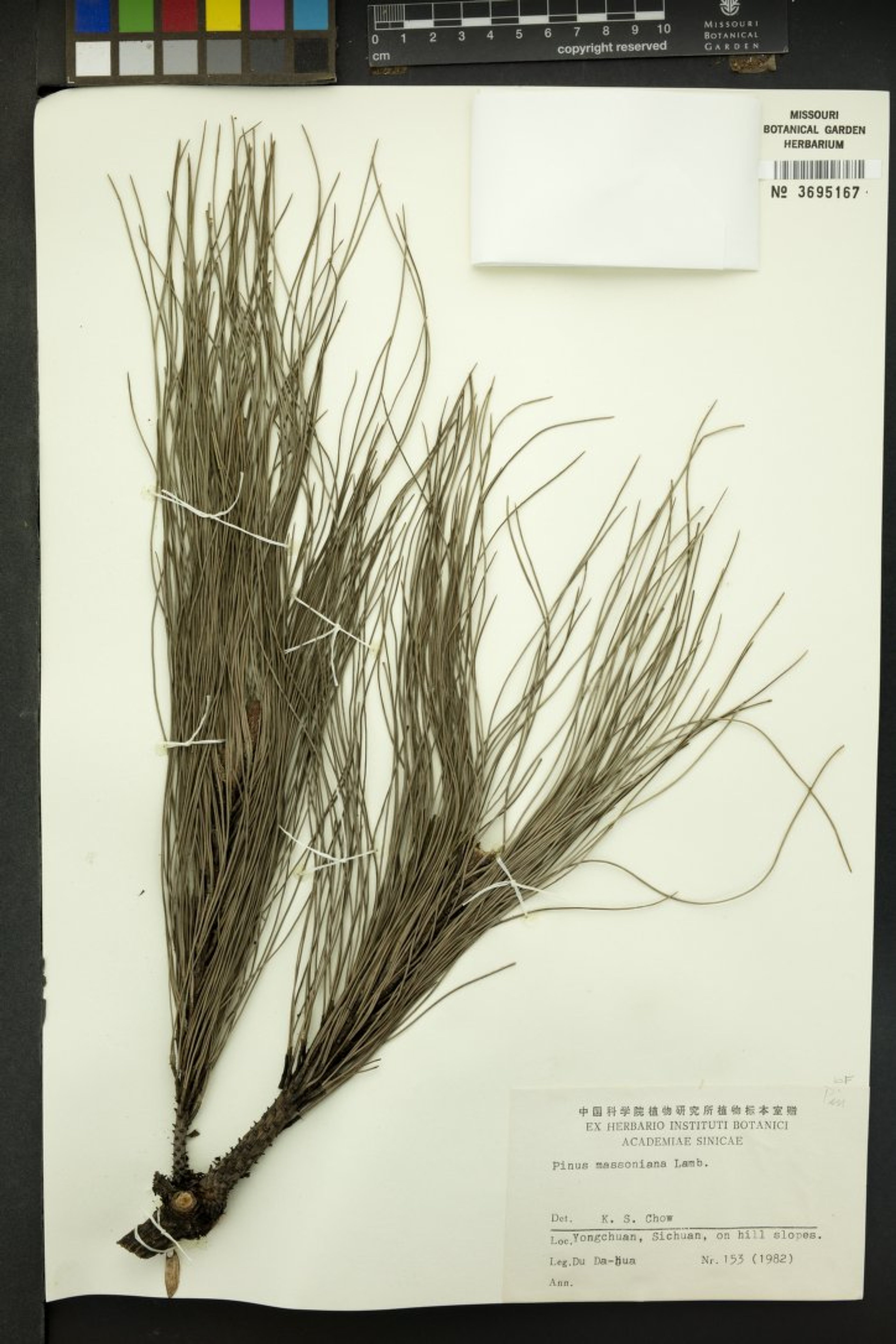 Pinus massoniana - 28