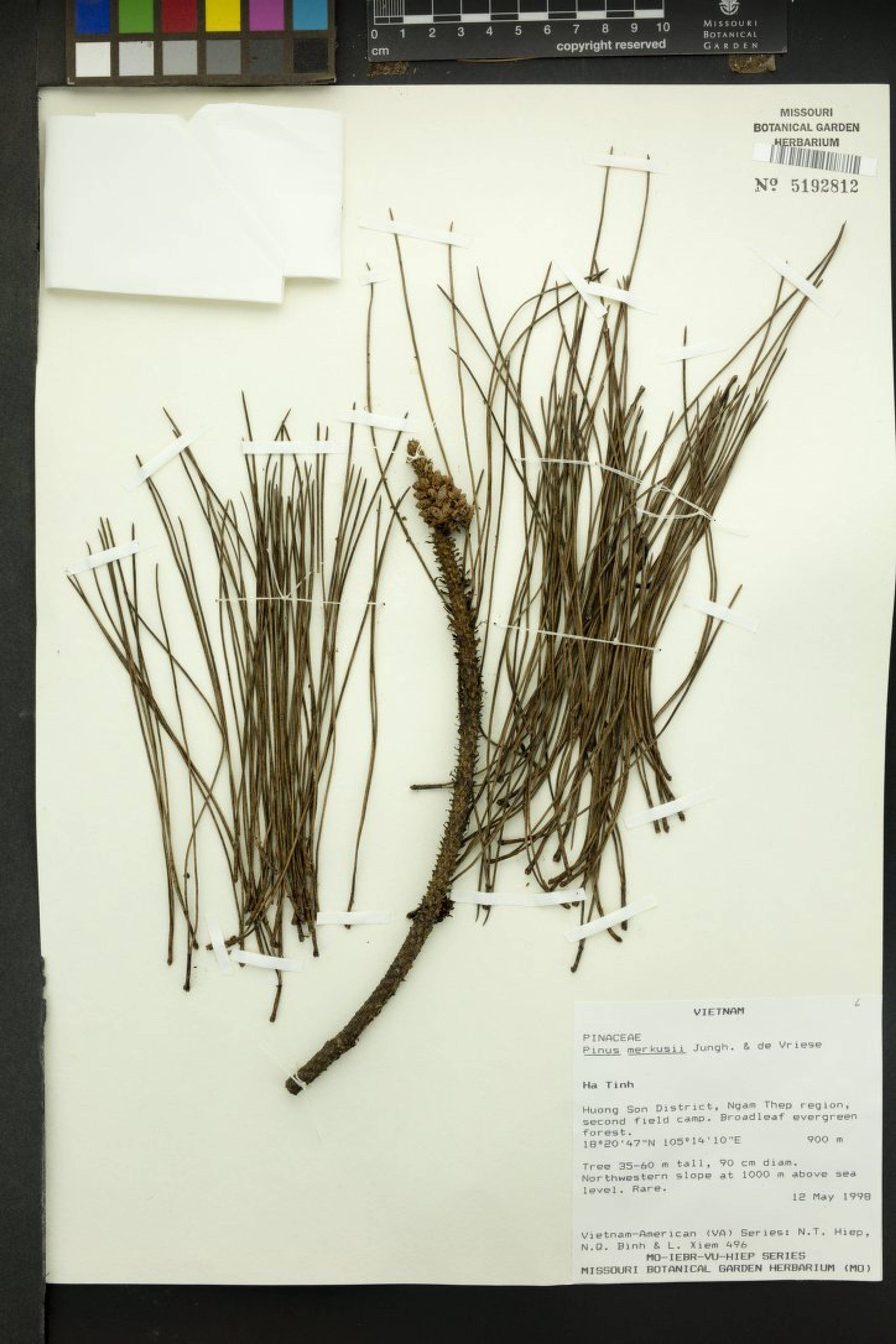 Pinus merkusii - 30