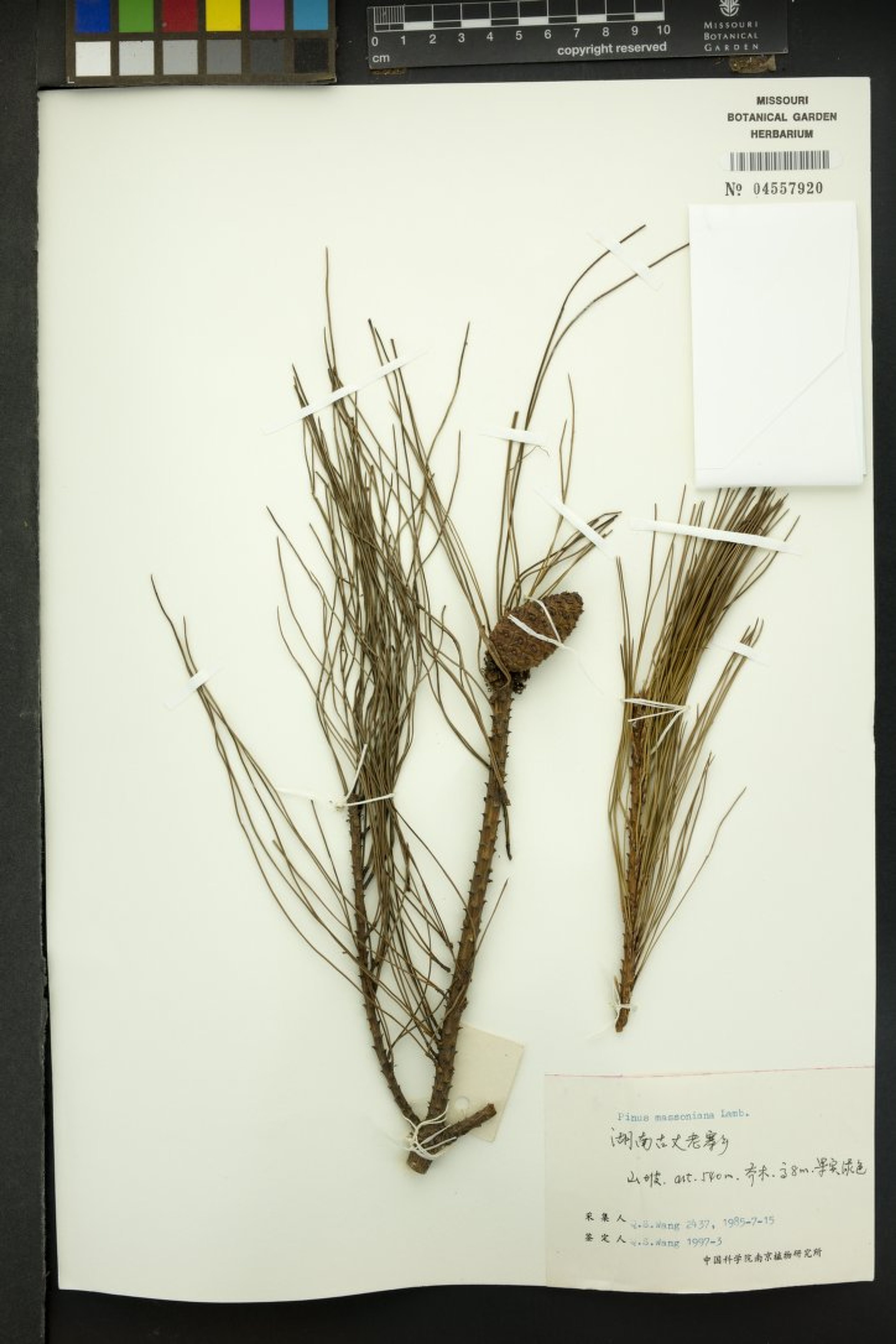 Pinus massoniana - 31