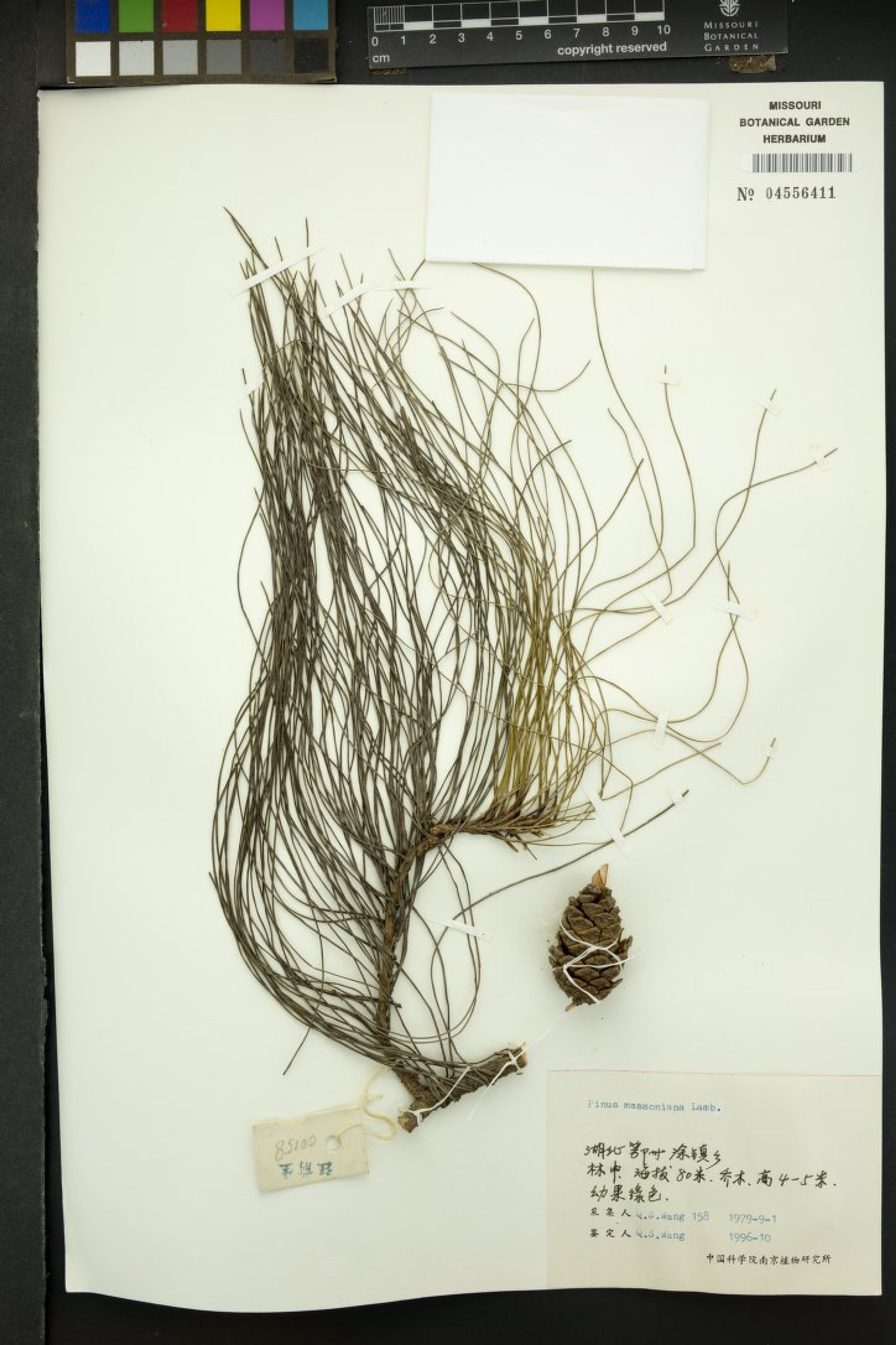 Pinus massoniana - 23
