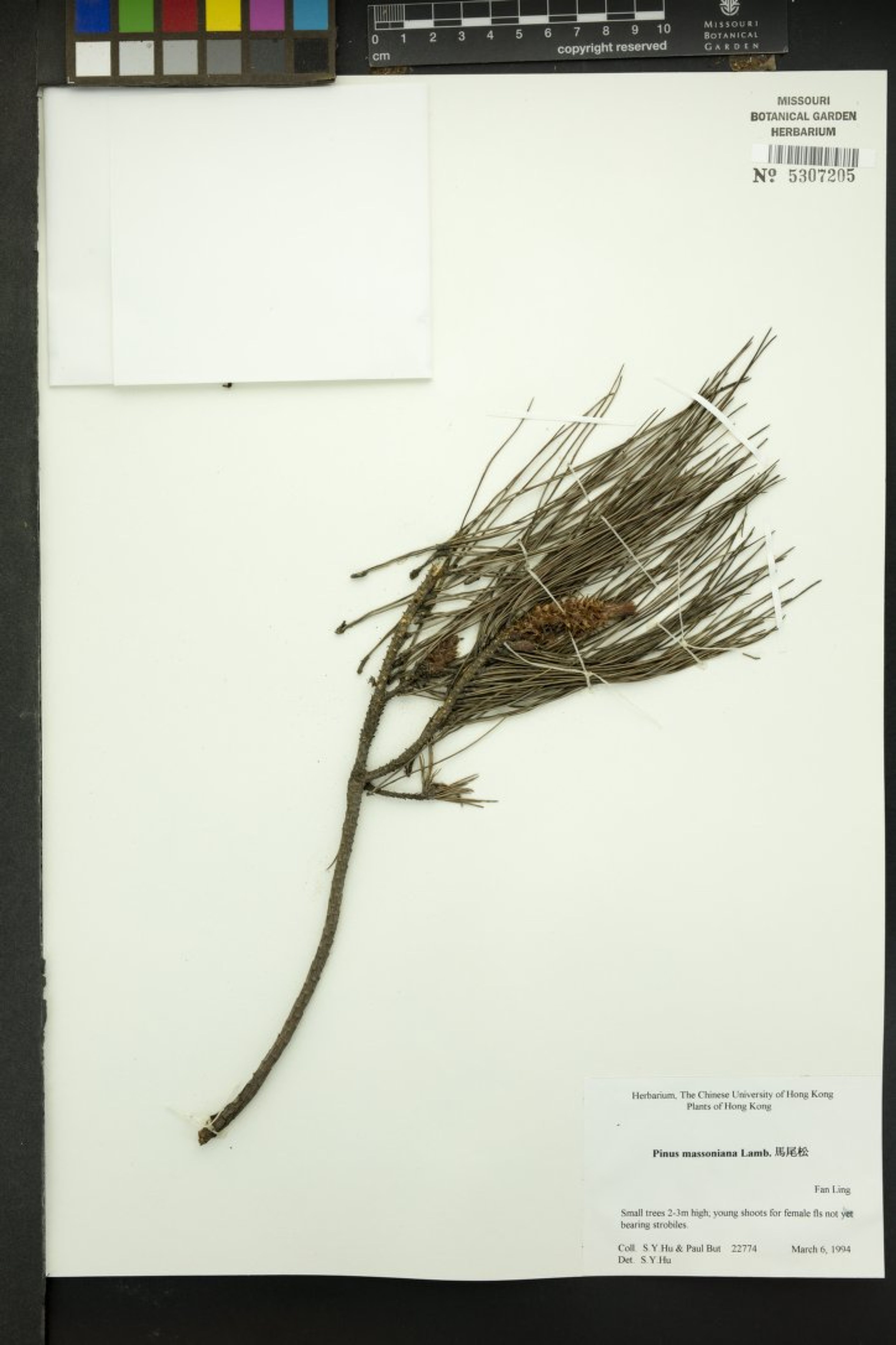 Pinus massoniana - 19
