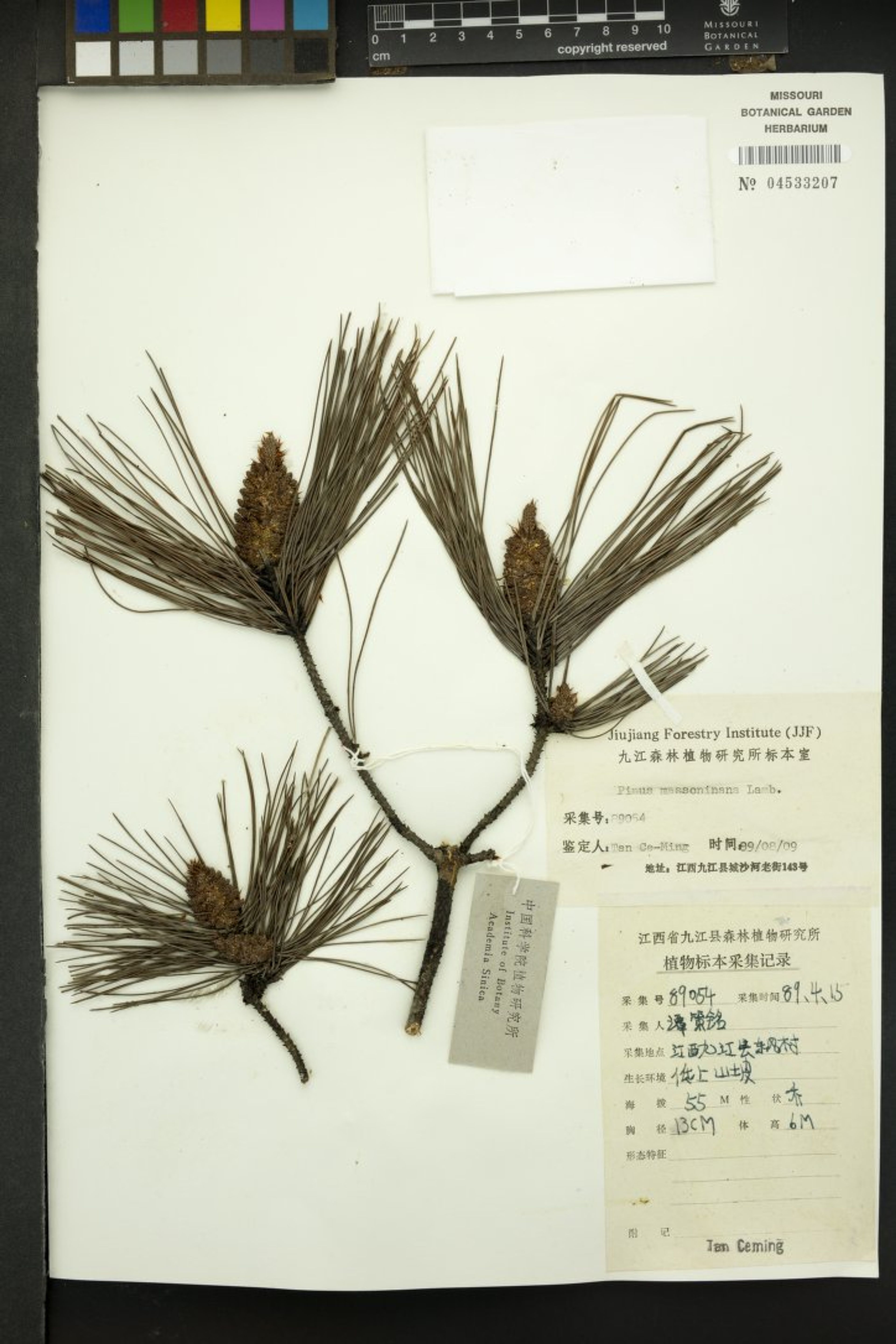 Pinus massoniana - 91