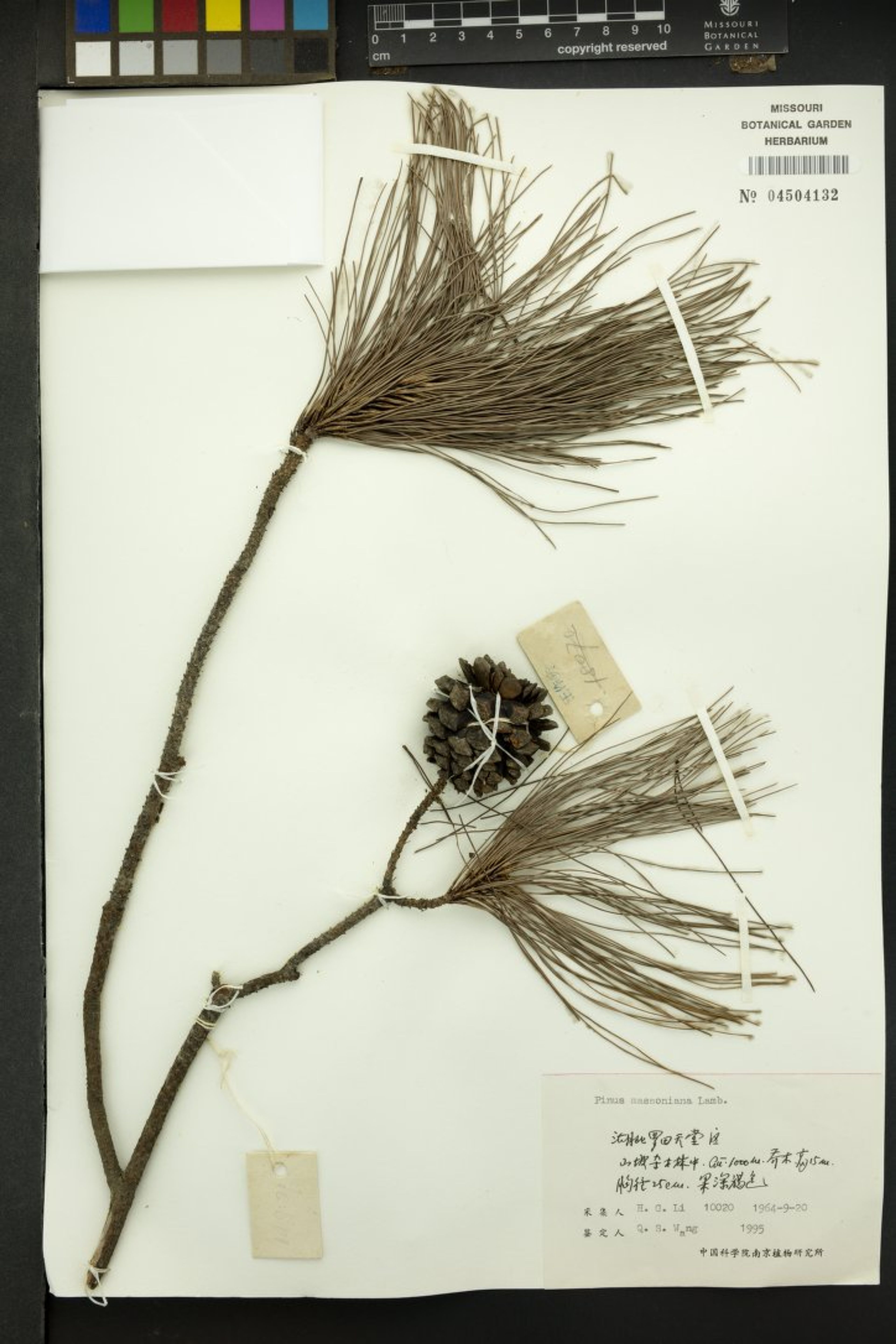 Pinus massoniana - 62