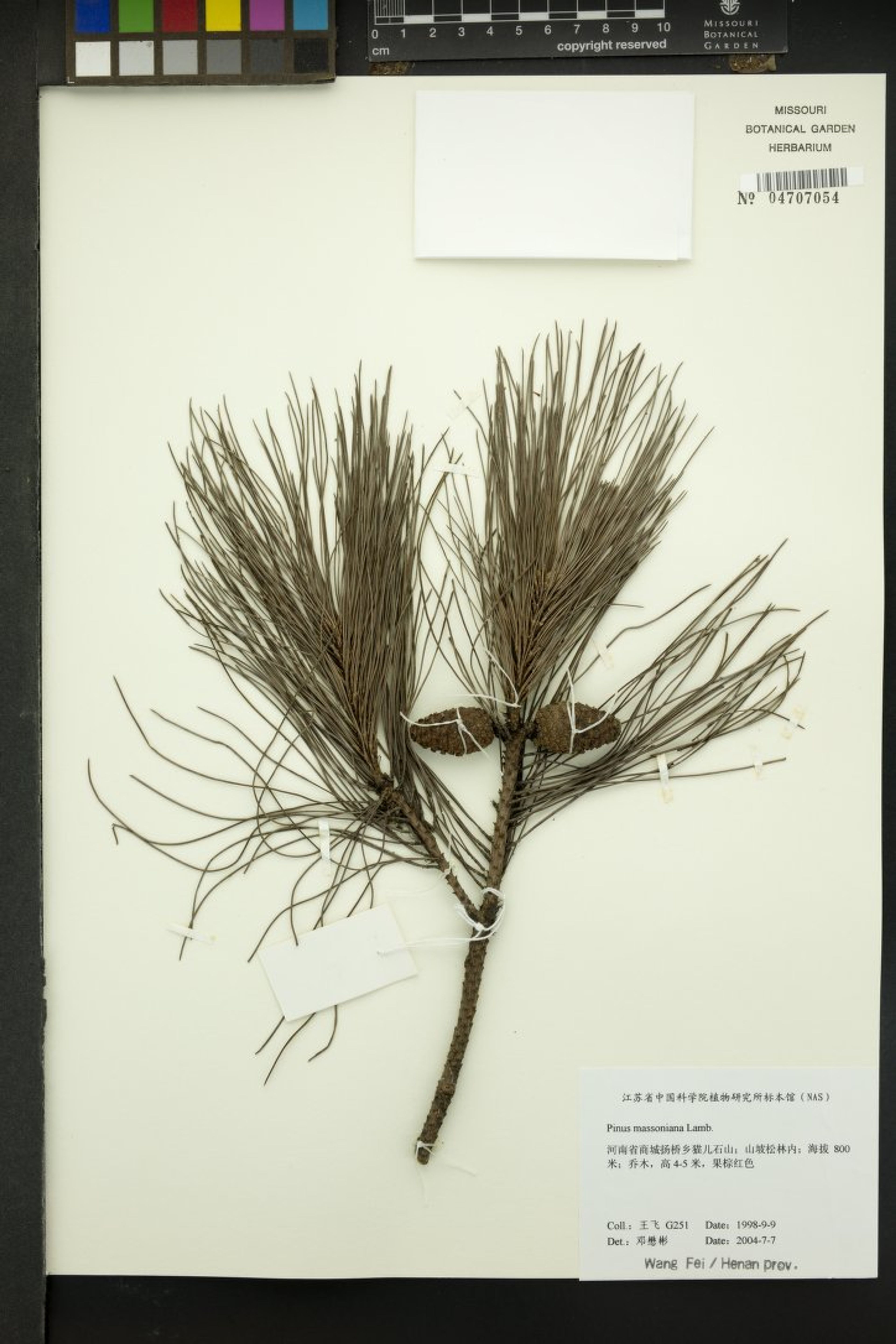 Pinus massoniana - 50