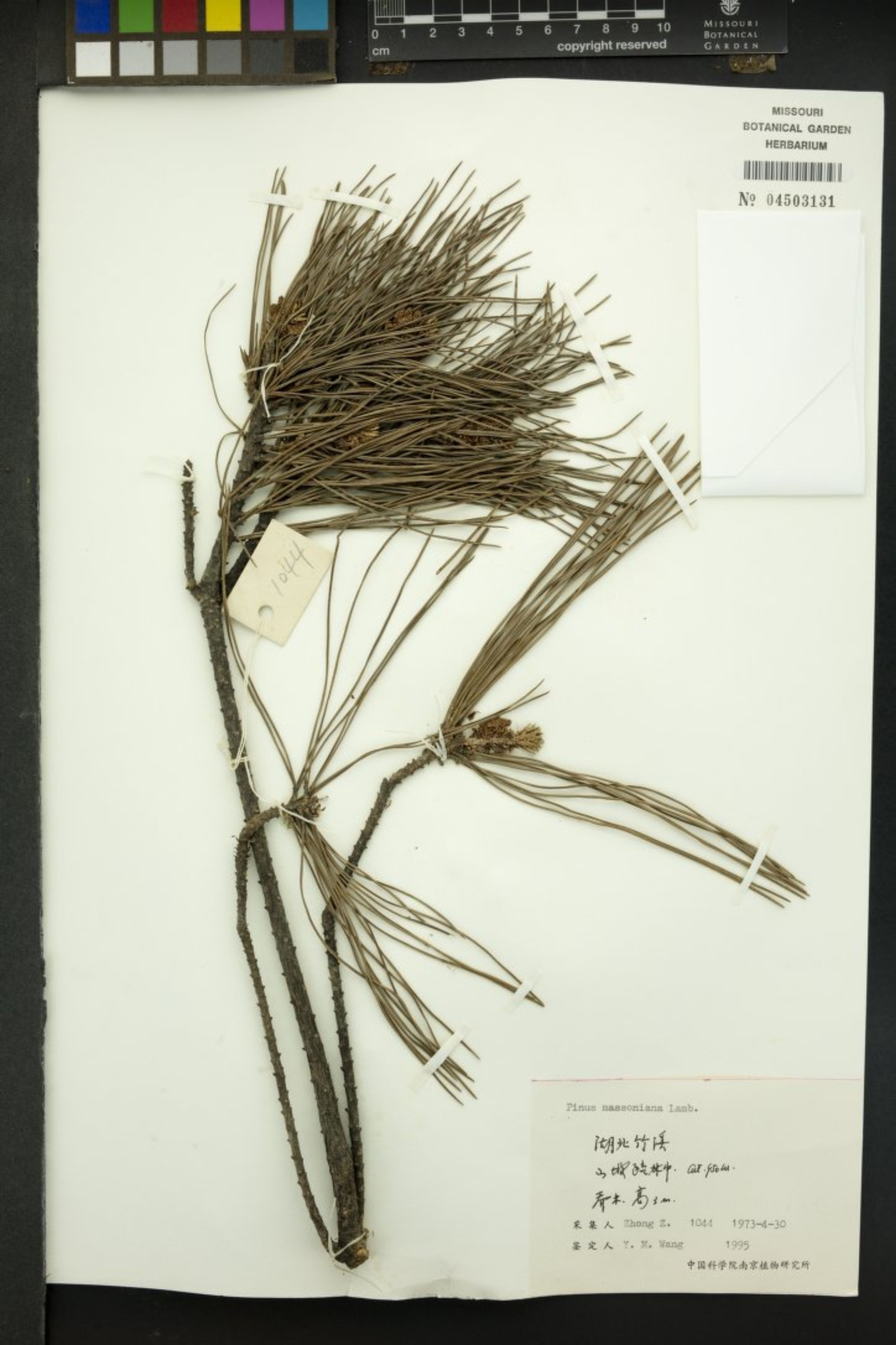 Pinus massoniana - 39