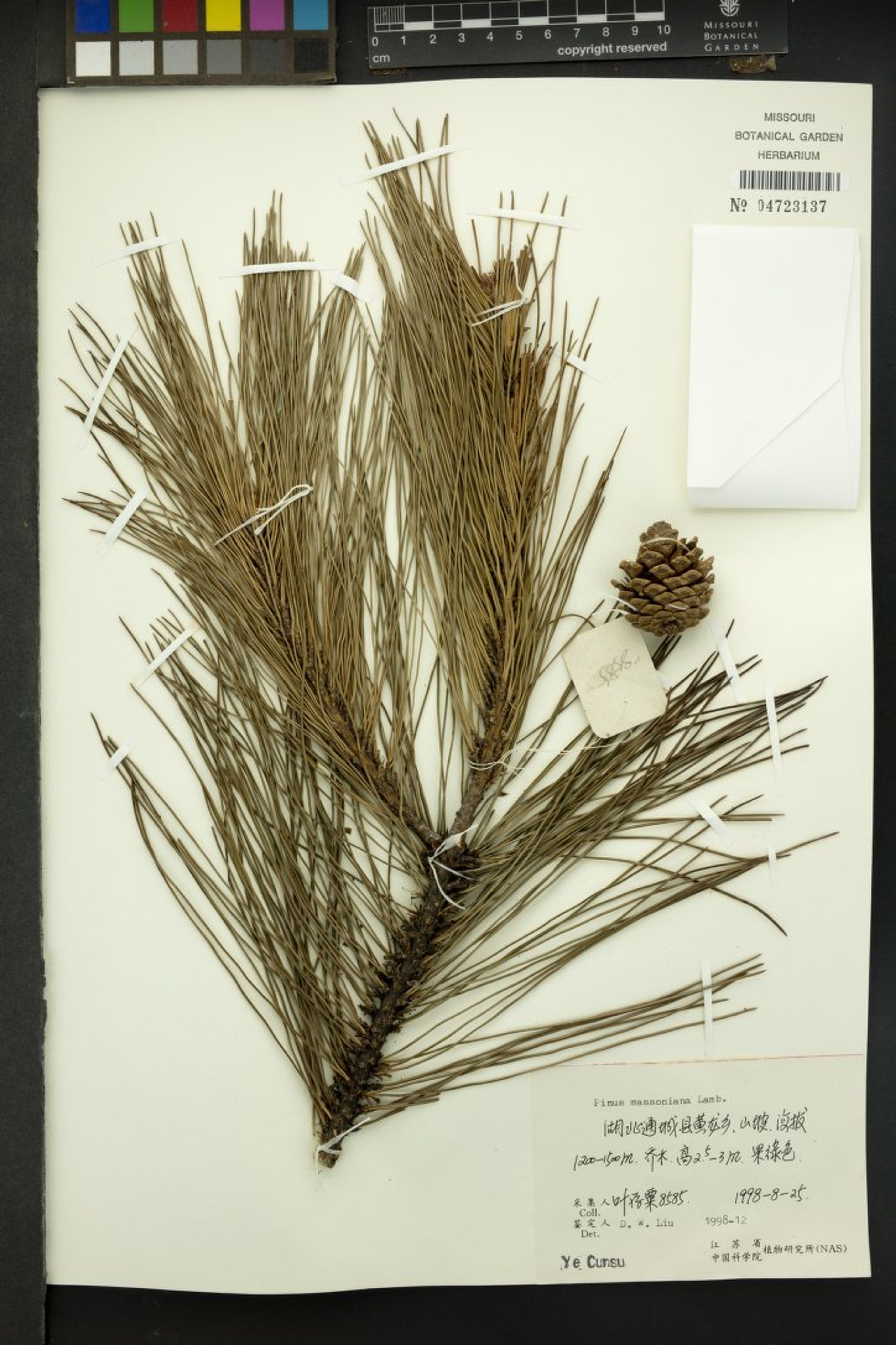Pinus massoniana - 78