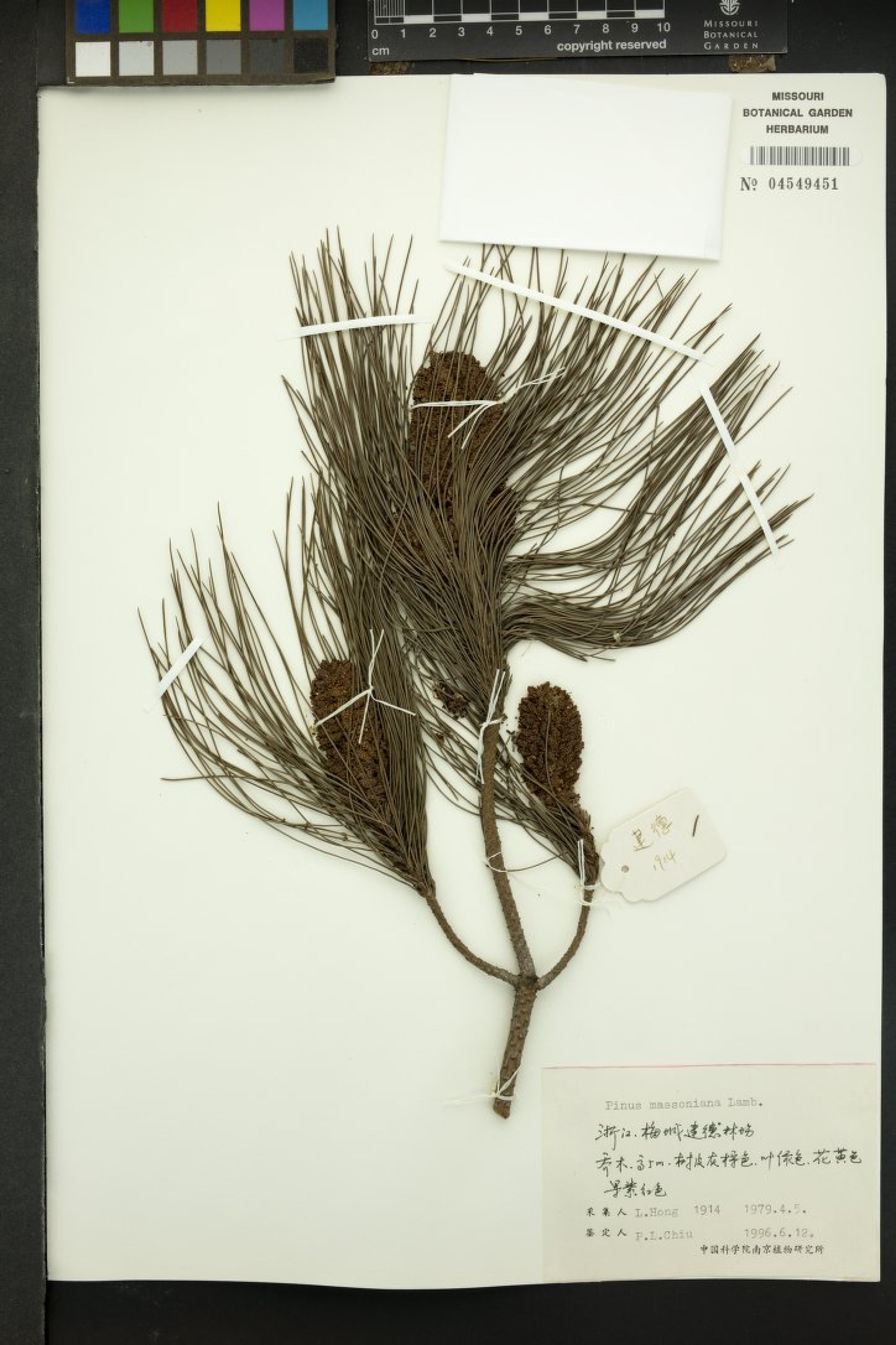 Pinus massoniana - 52