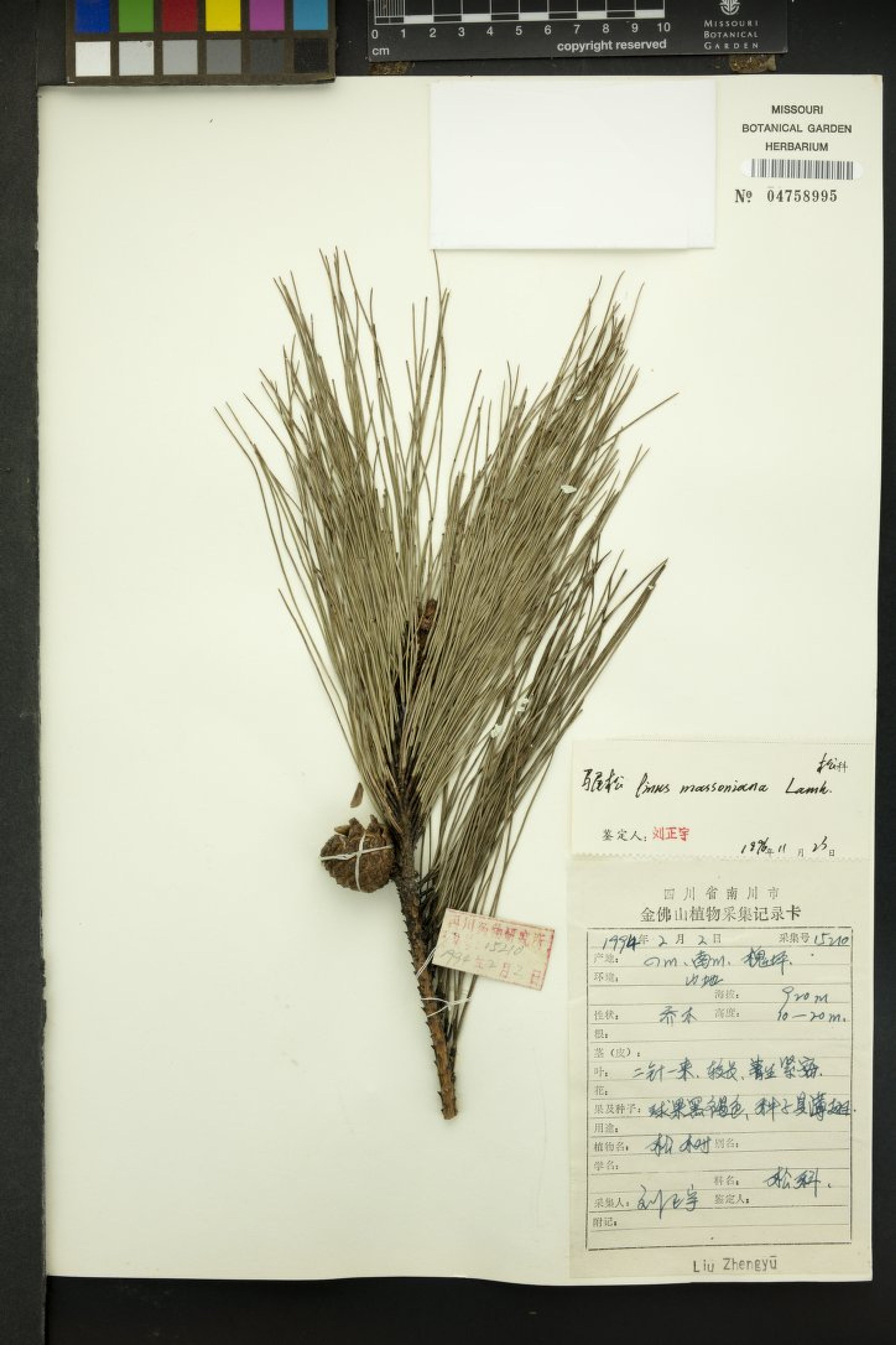 Pinus massoniana - 49