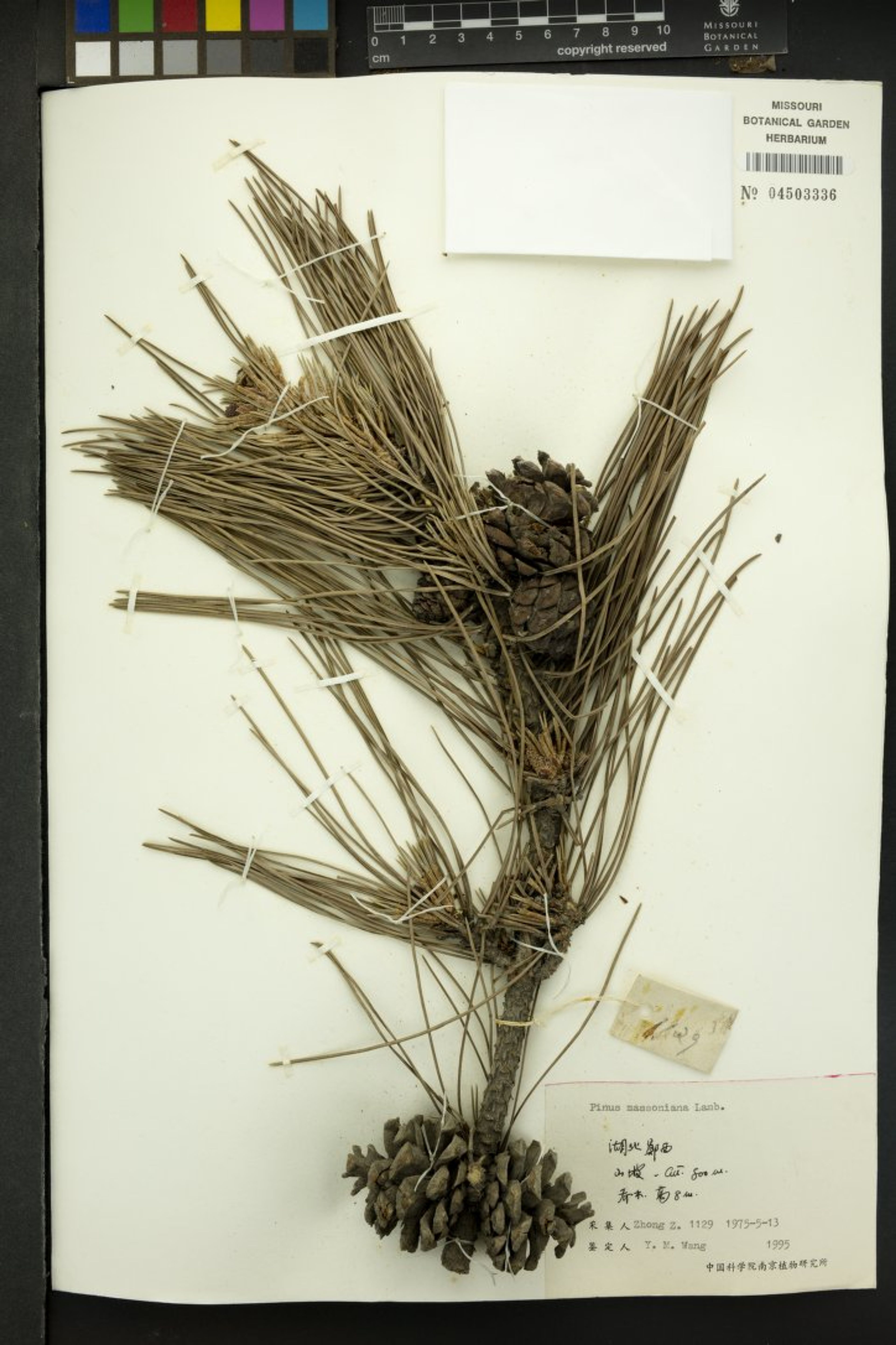 Pinus massoniana - 5
