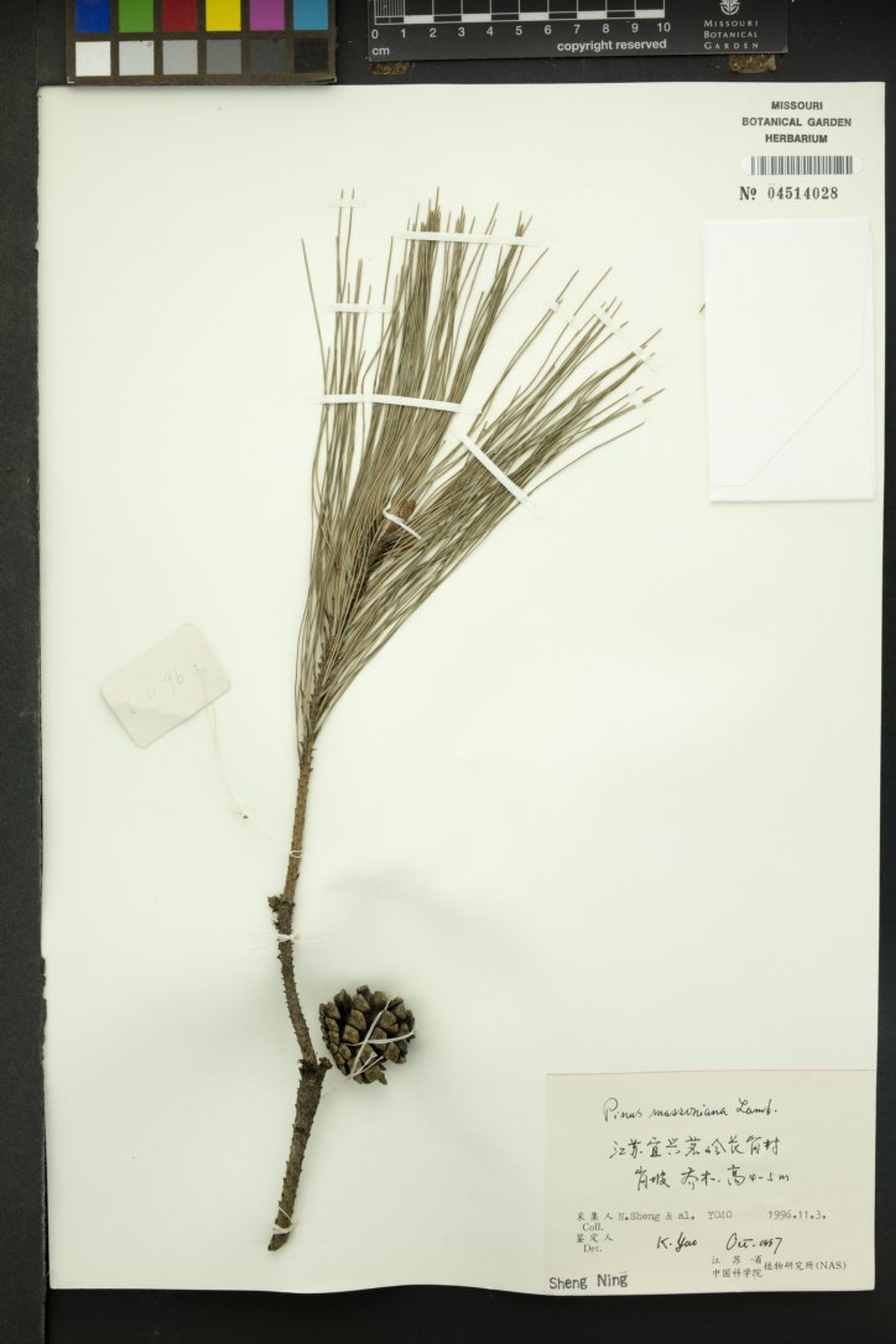Pinus massoniana - 29