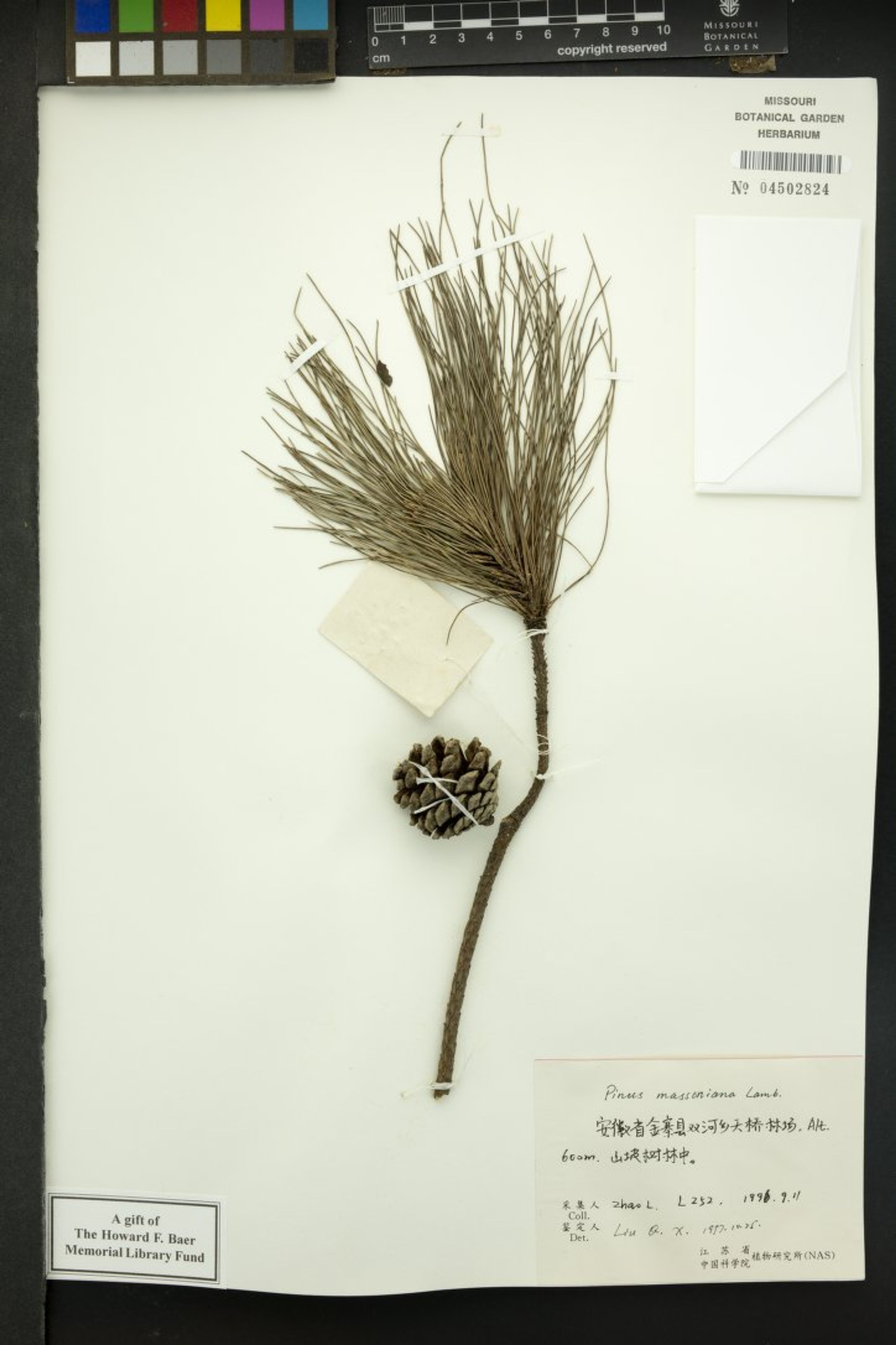 Pinus massoniana - 80