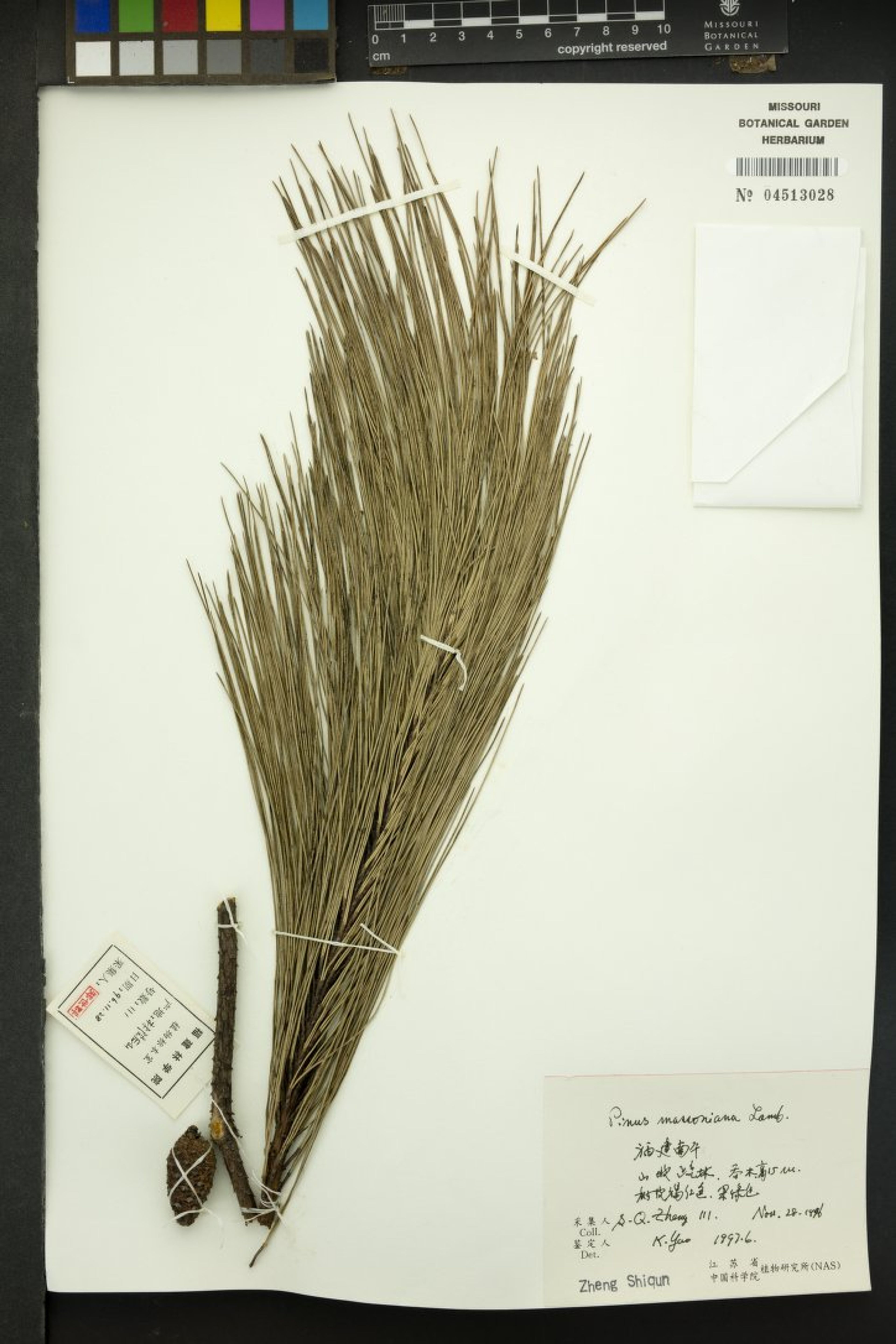 Pinus massoniana - 34