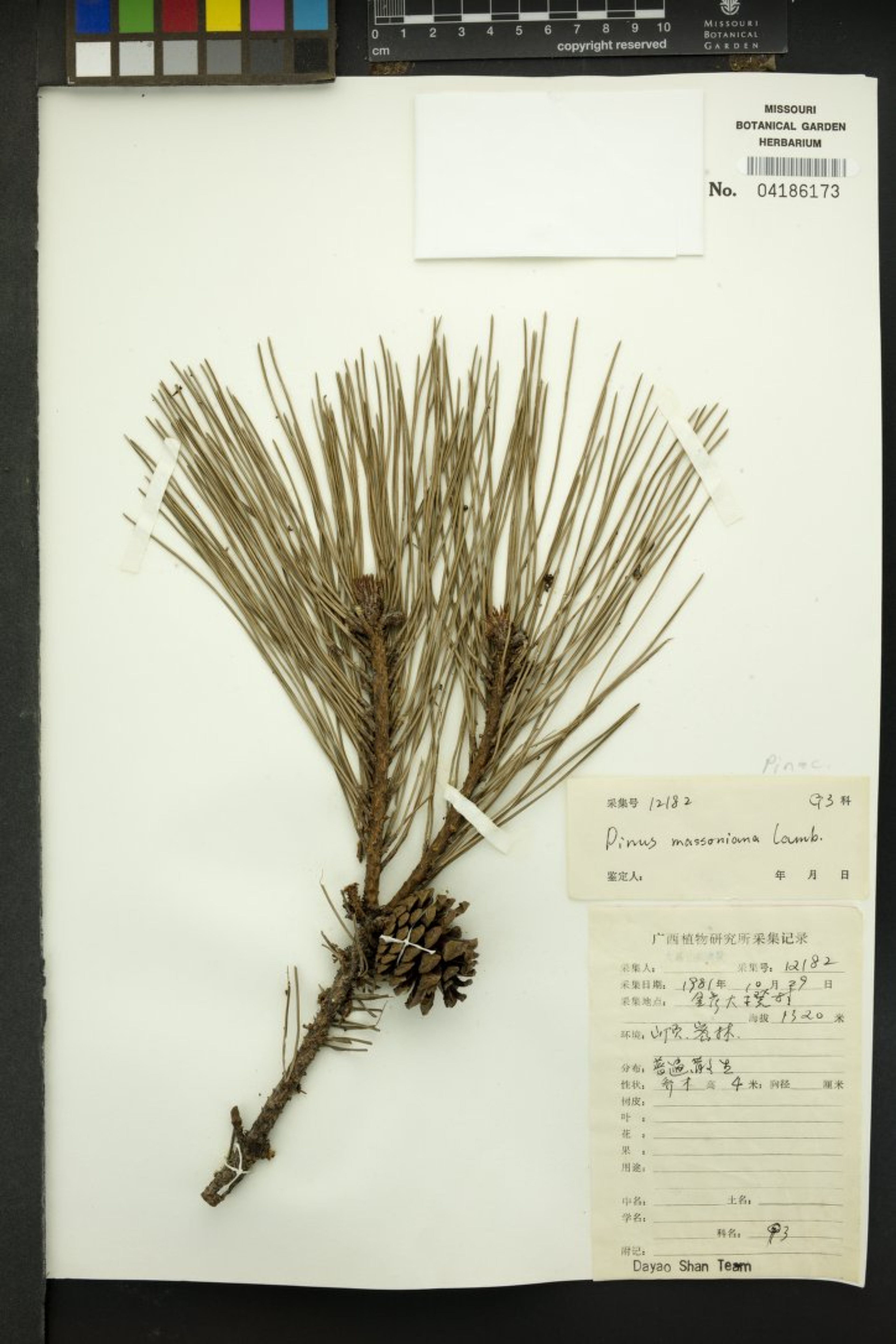 Pinus massoniana - 71