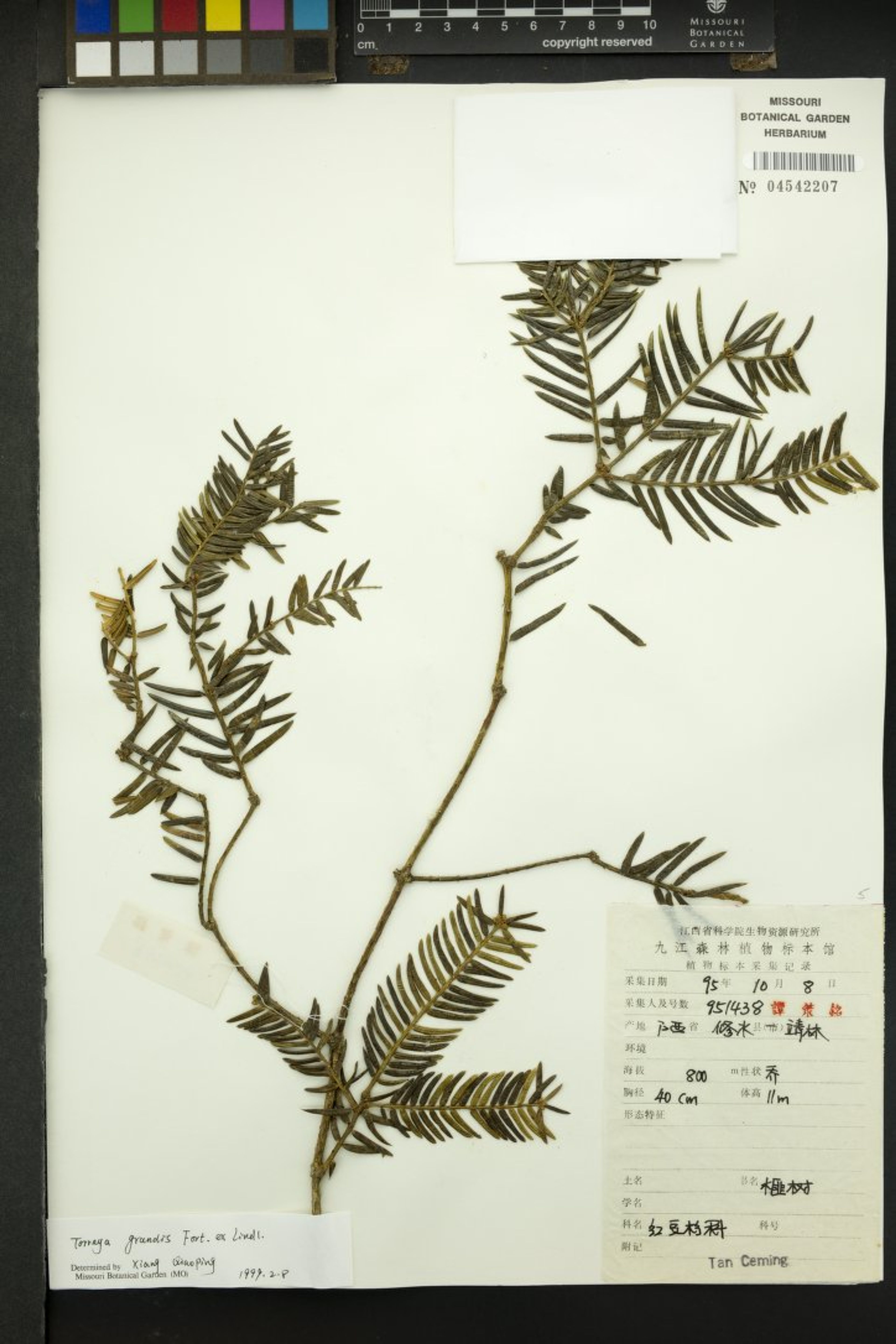 Torreya grandis - 1