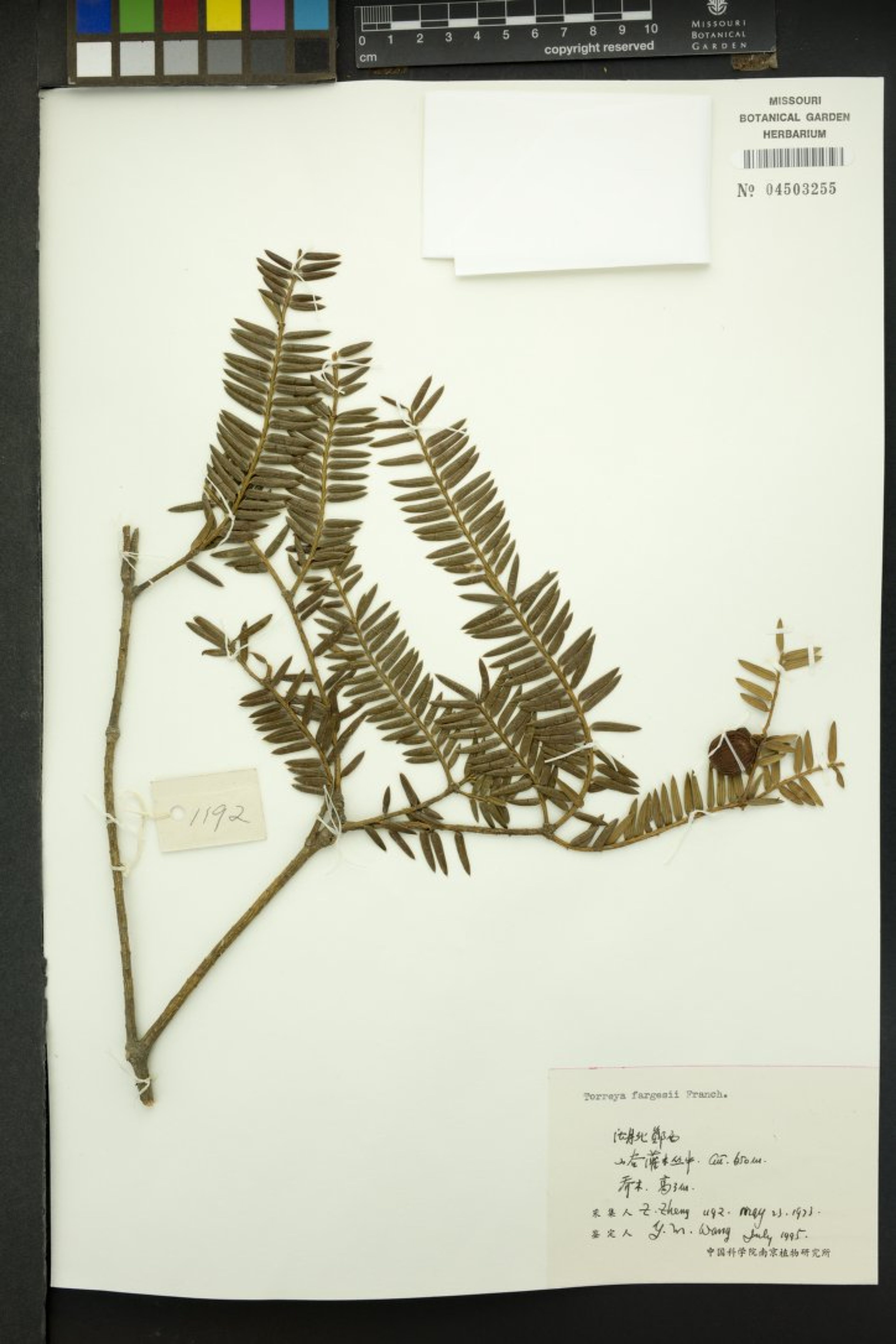 Torreya fargesii - 5