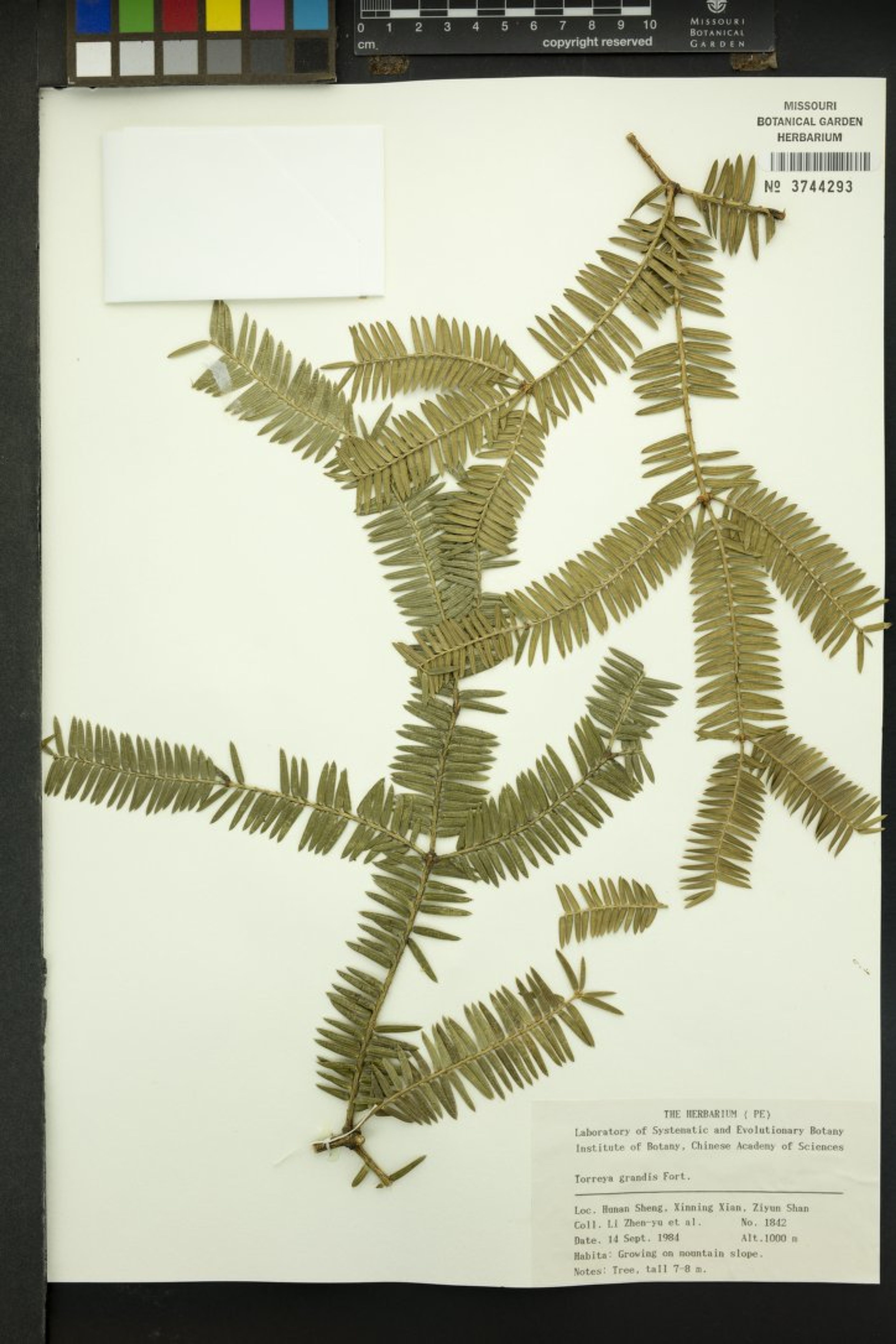 Torreya grandis - 74