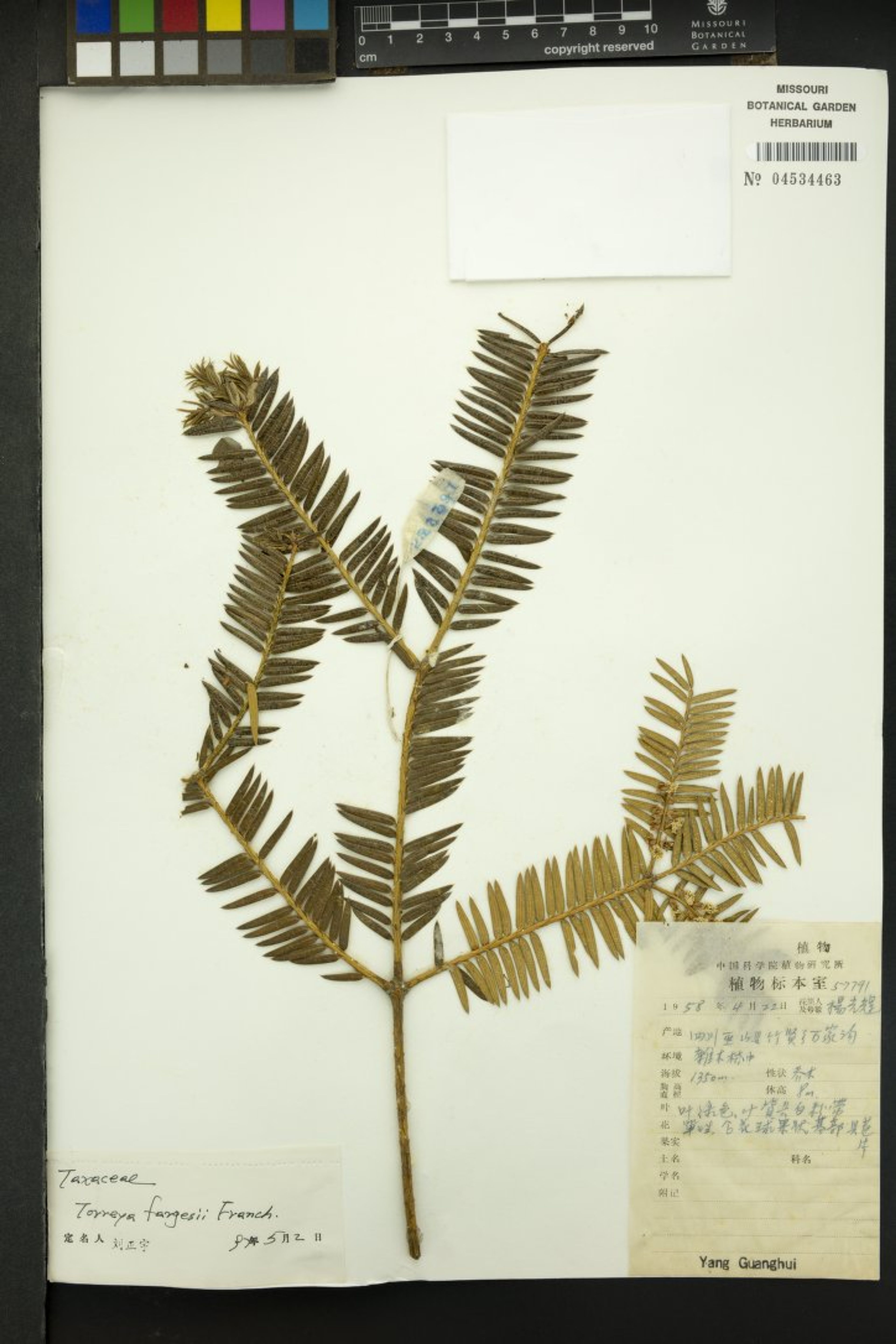 Torreya fargesii - 40