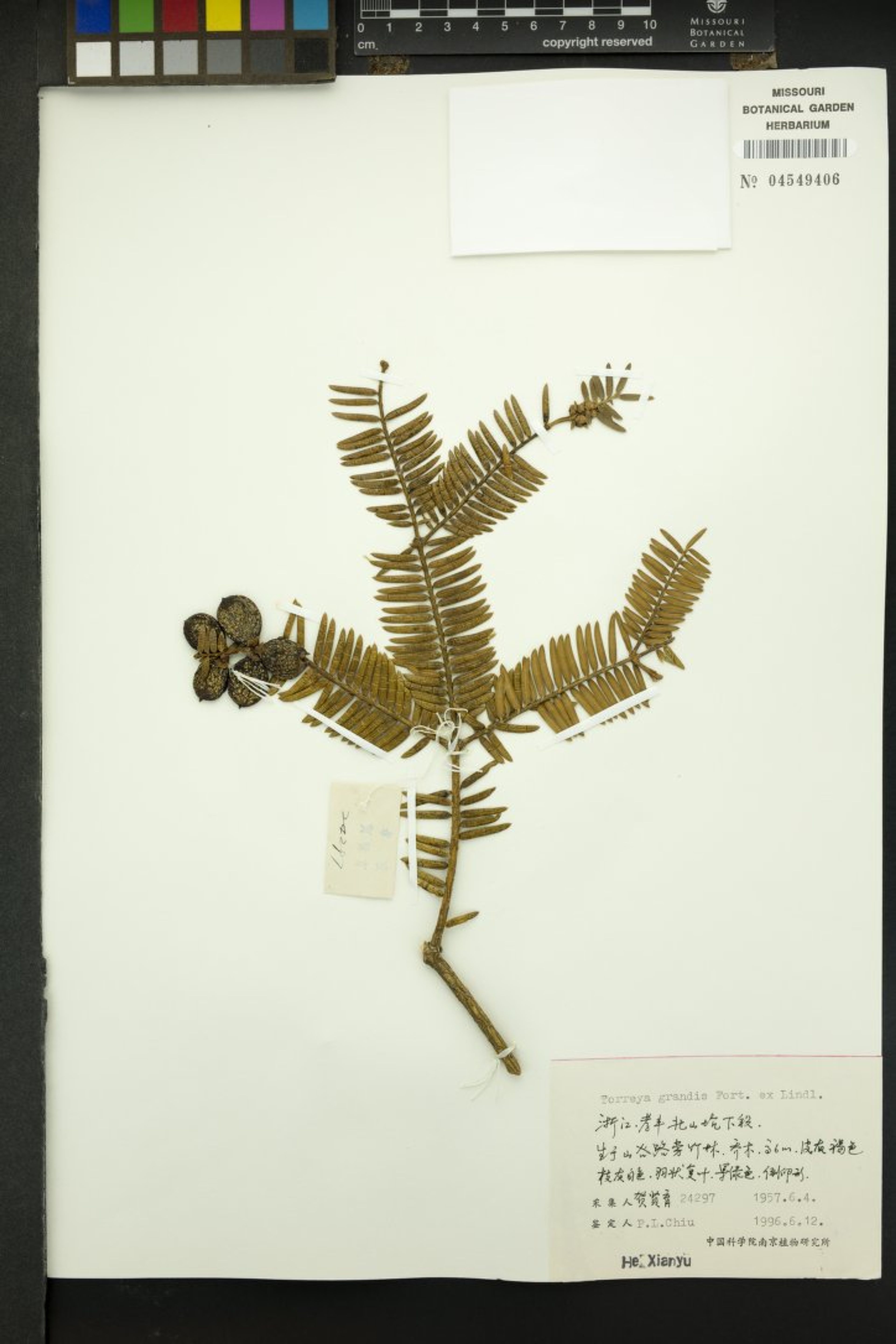 Torreya grandis - 31