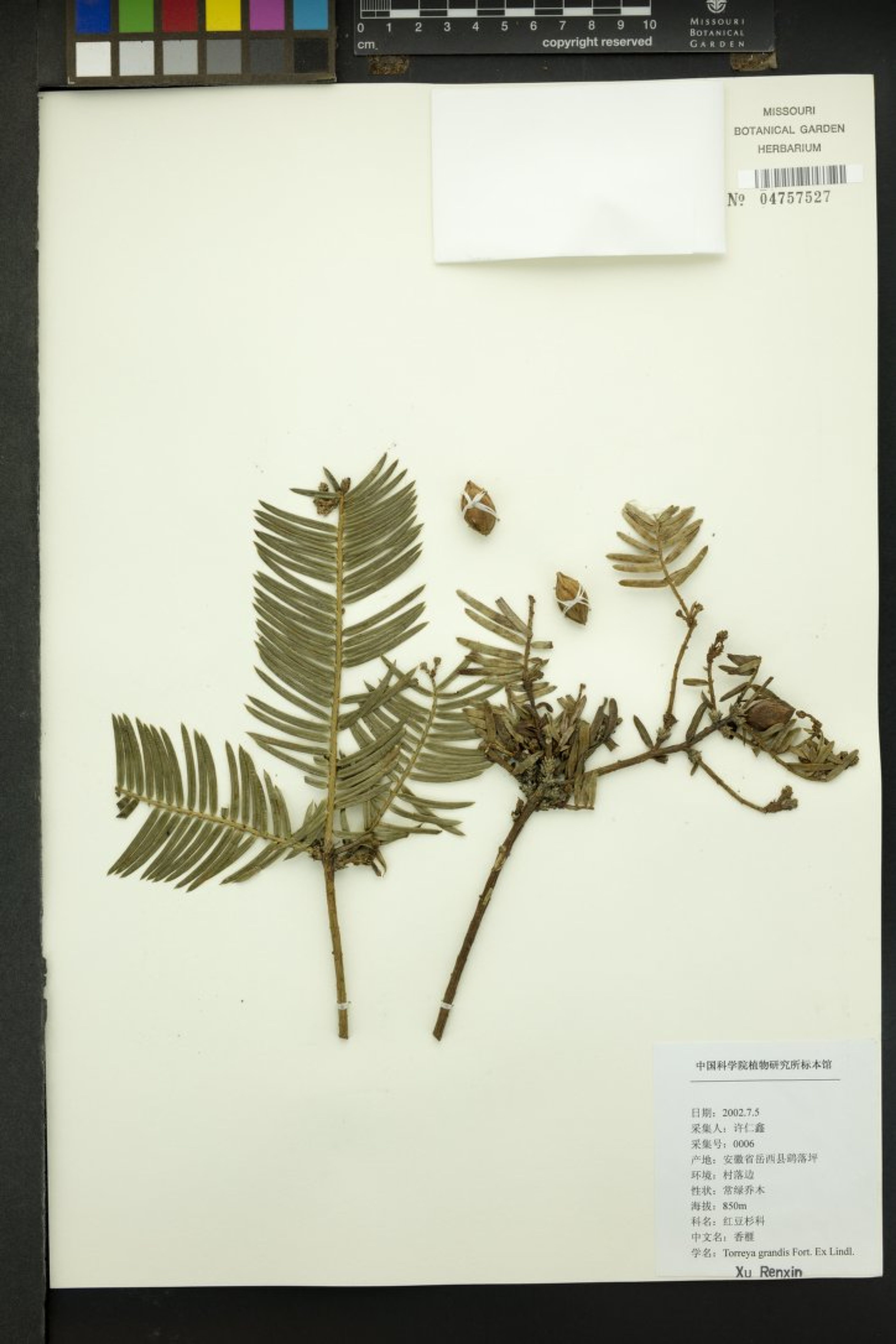 Torreya grandis - 18