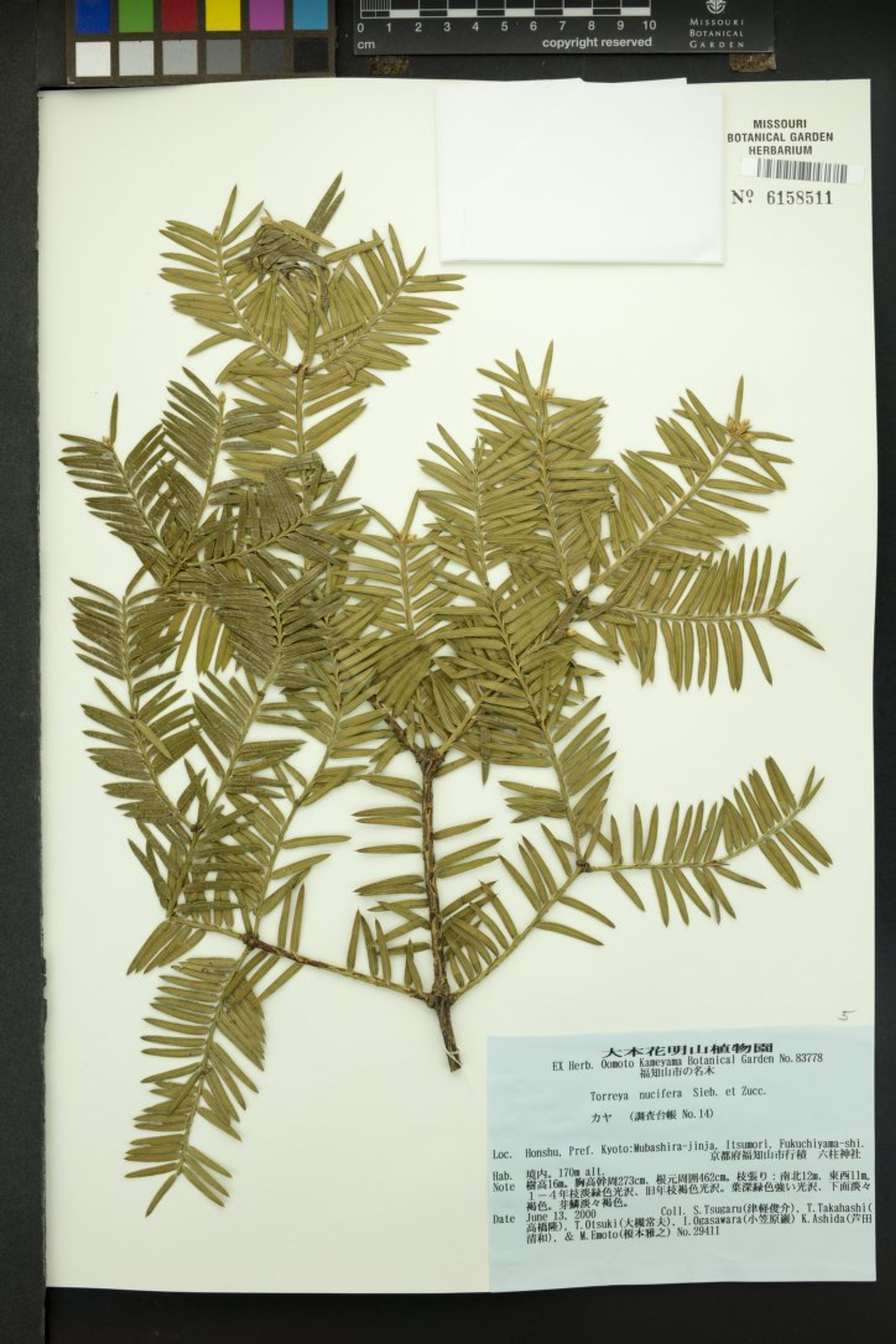 Torreya nucifera - 9