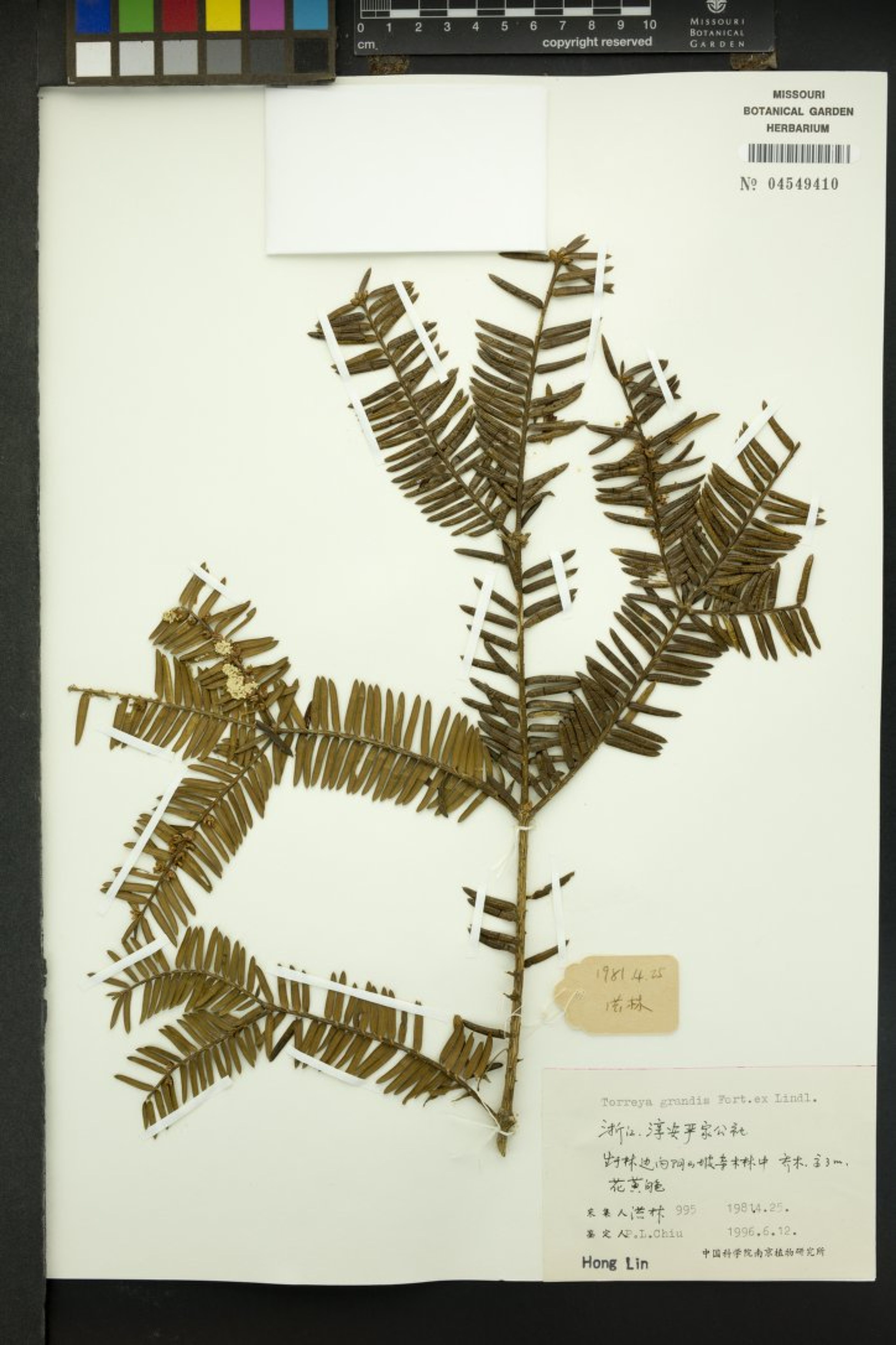 Torreya grandis - 83