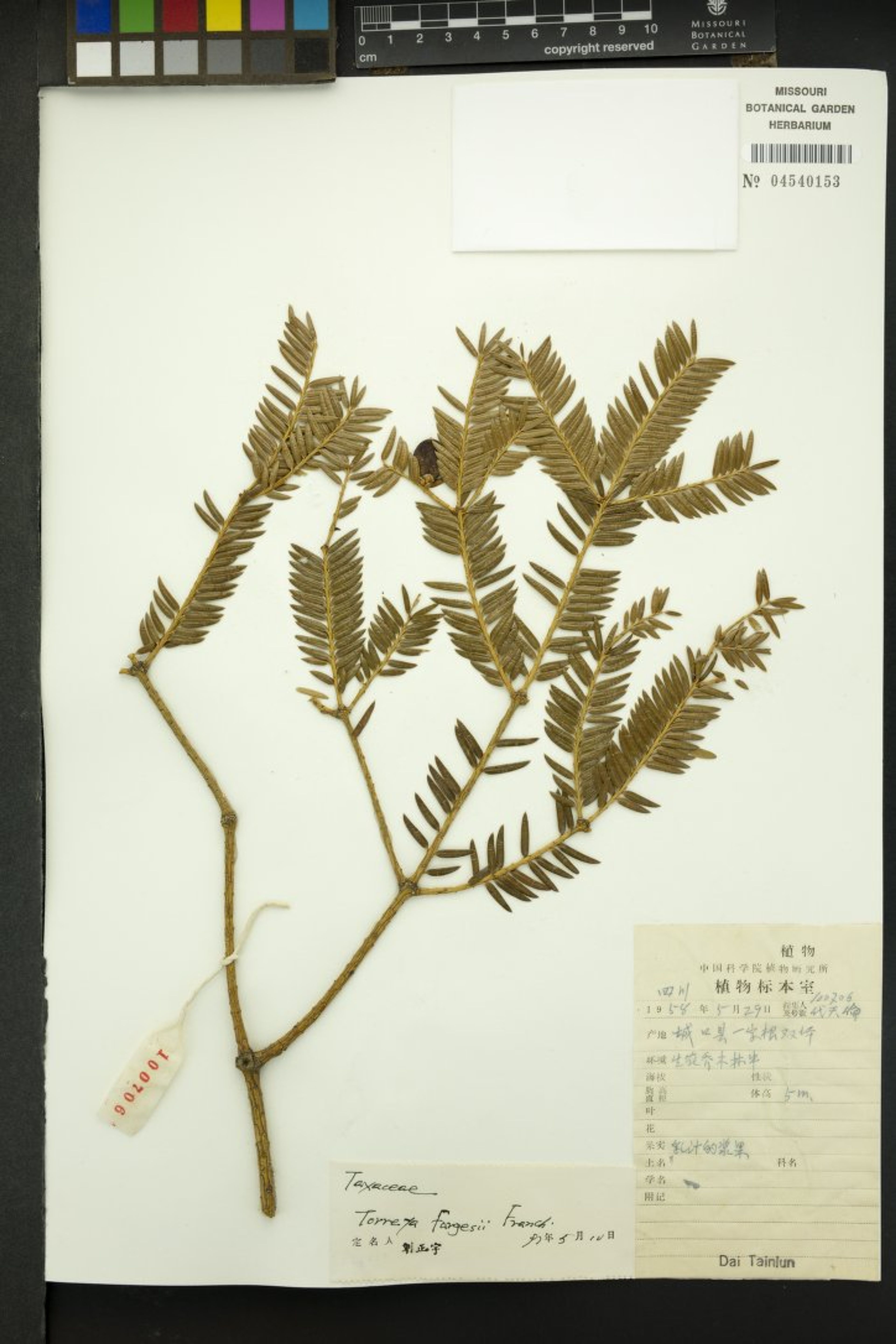 Torreya fargesii - 6