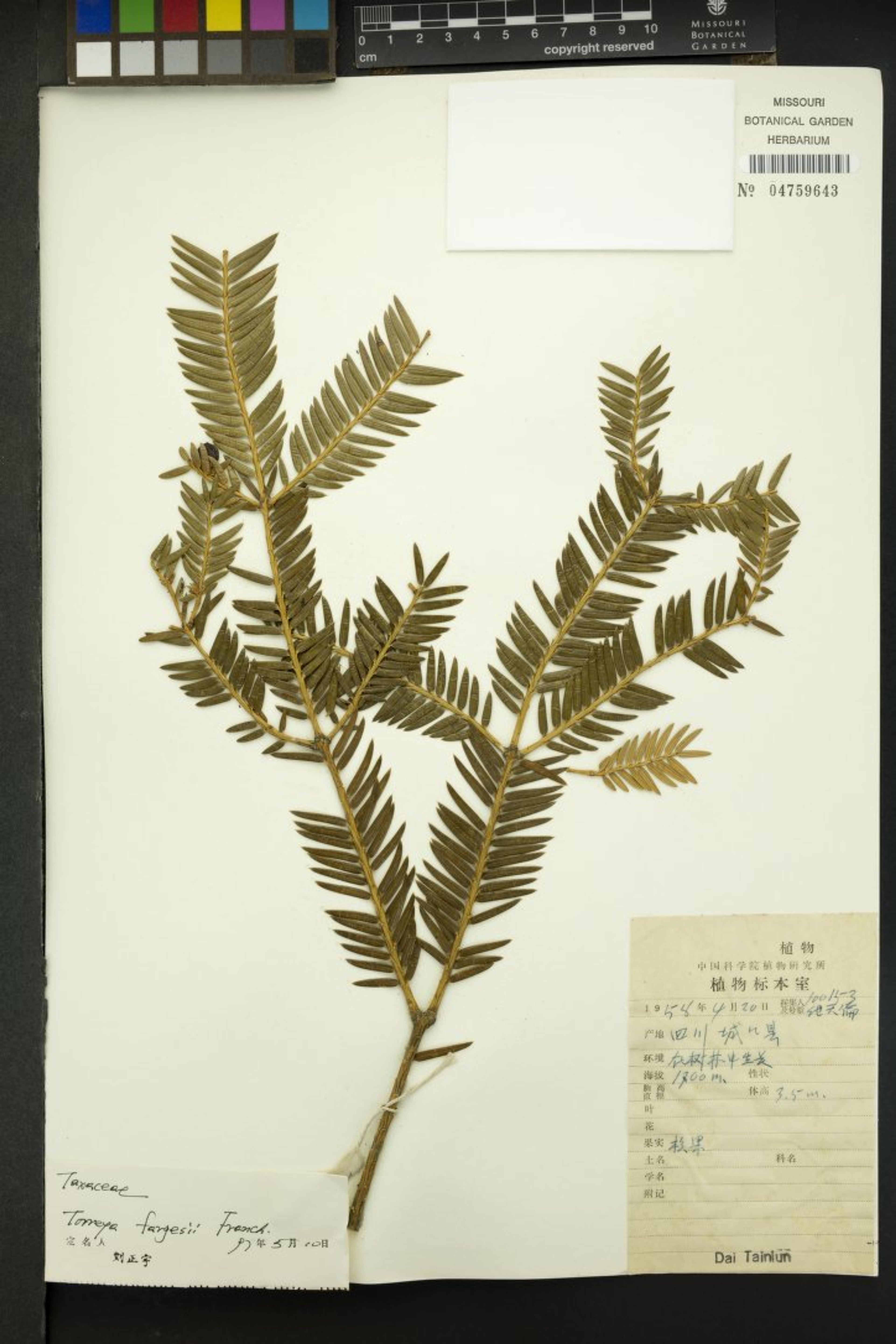 Torreya fargesii - 9