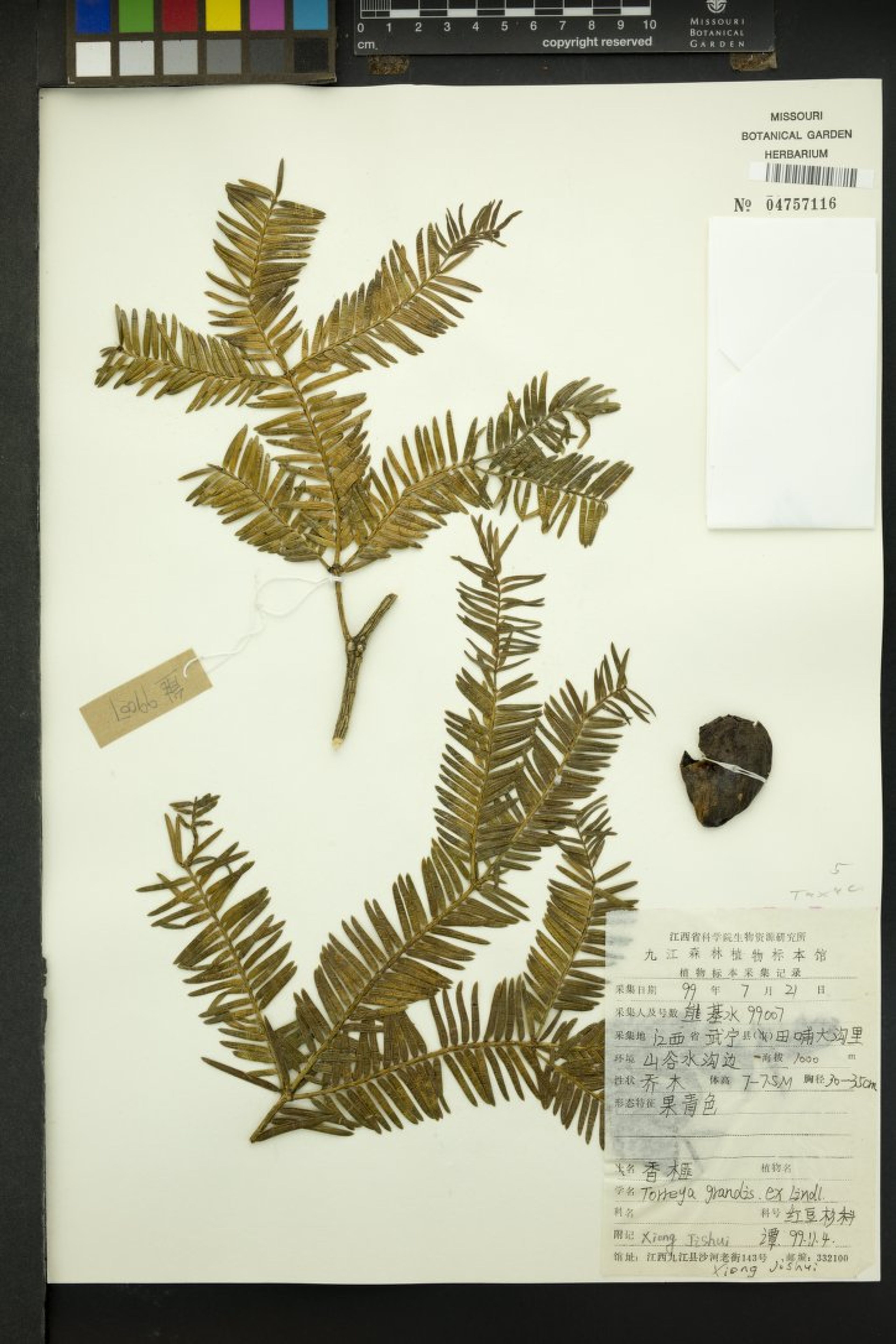 Torreya grandis - 28