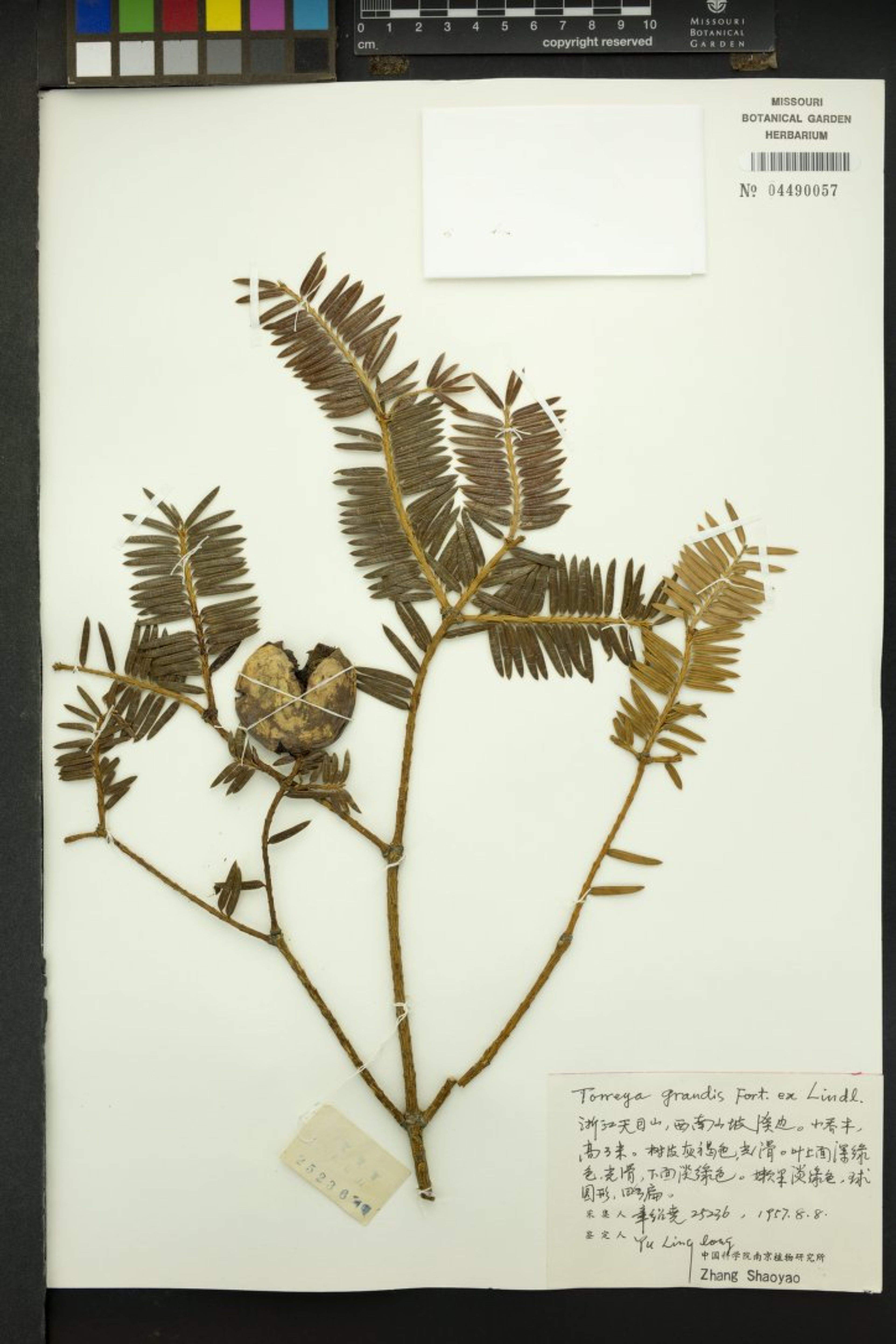 Torreya grandis - 72