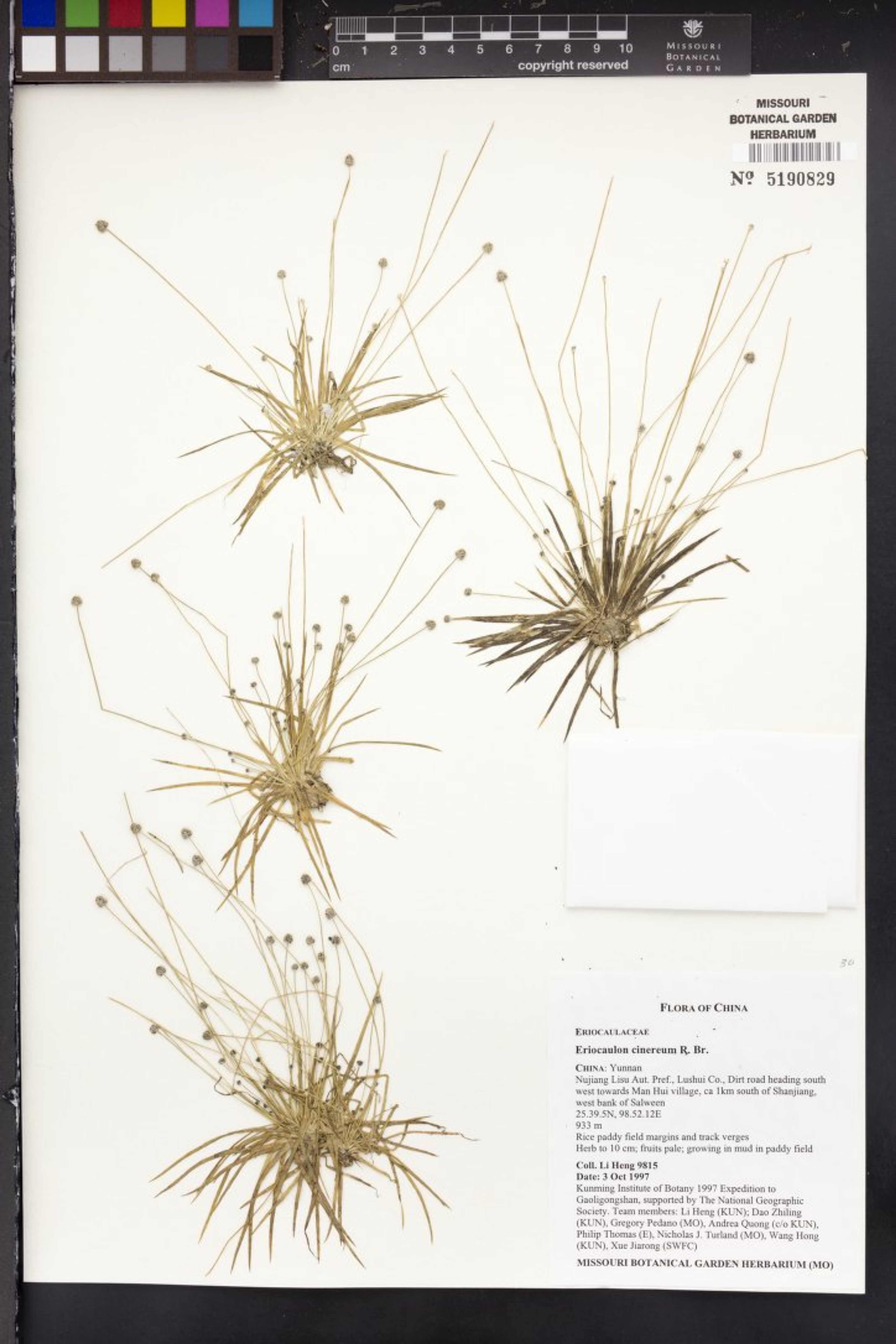 Eriocaulon cinereum - 120