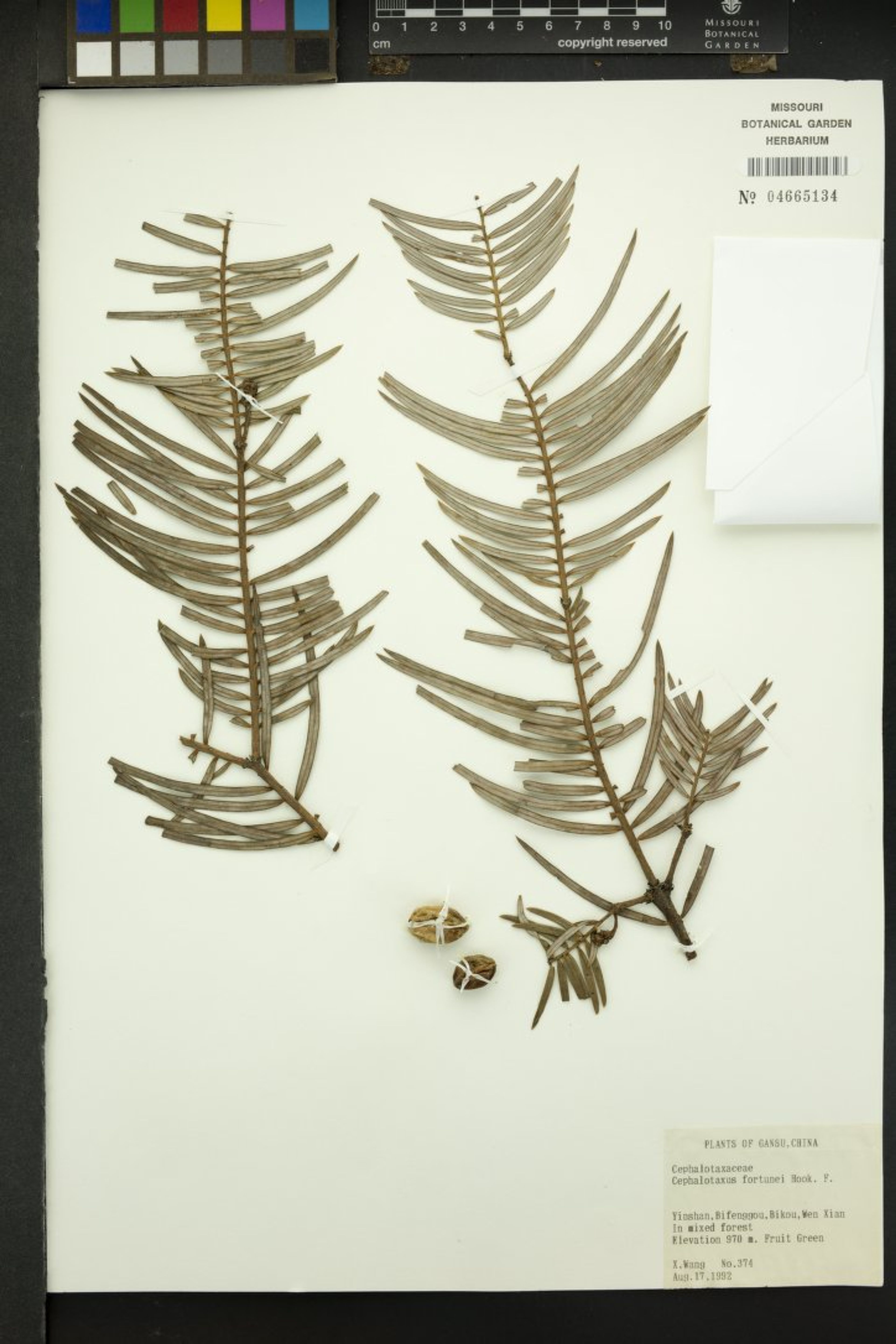 Cephalotaxus fortunei - 244