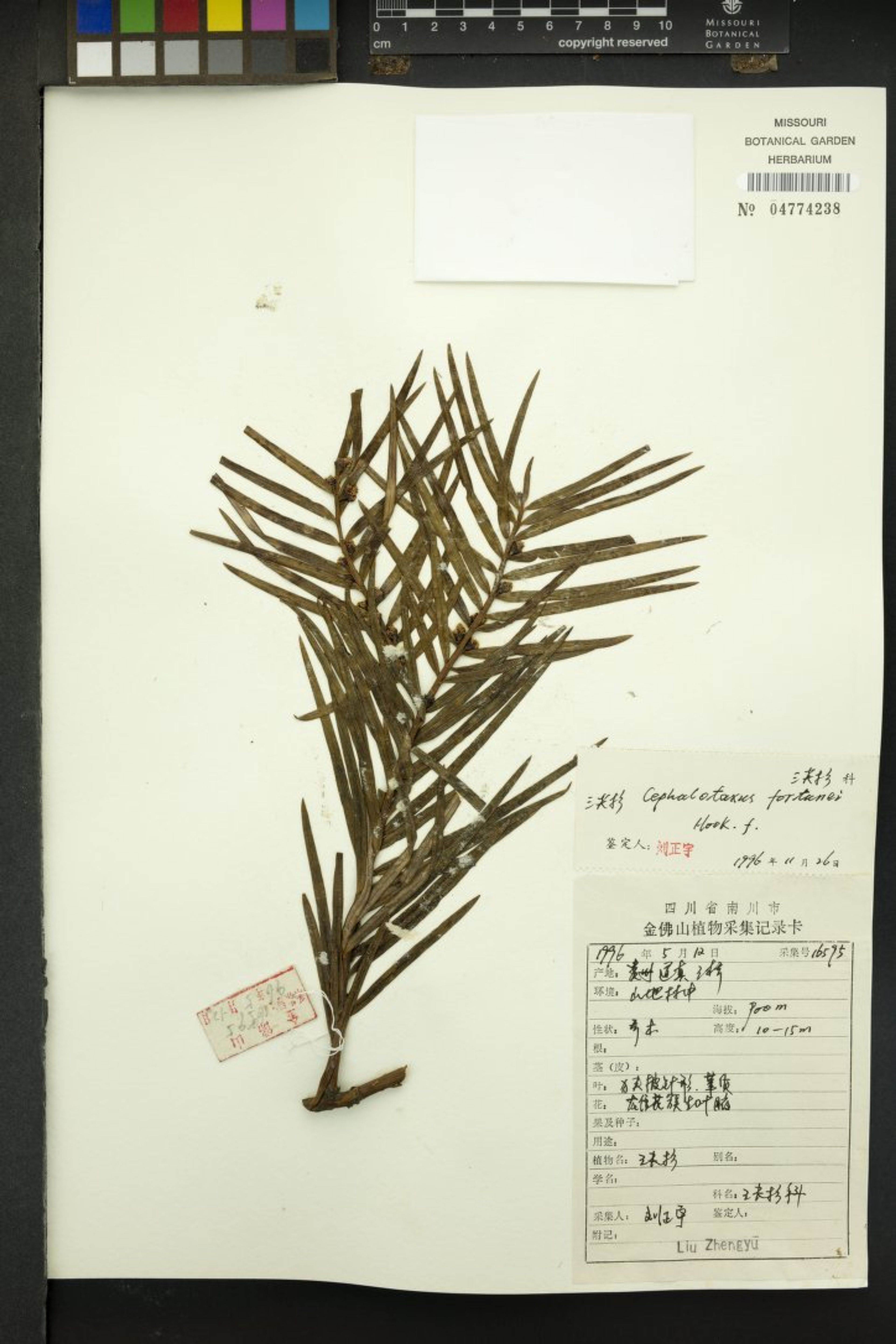 Cephalotaxus fortunei - 401