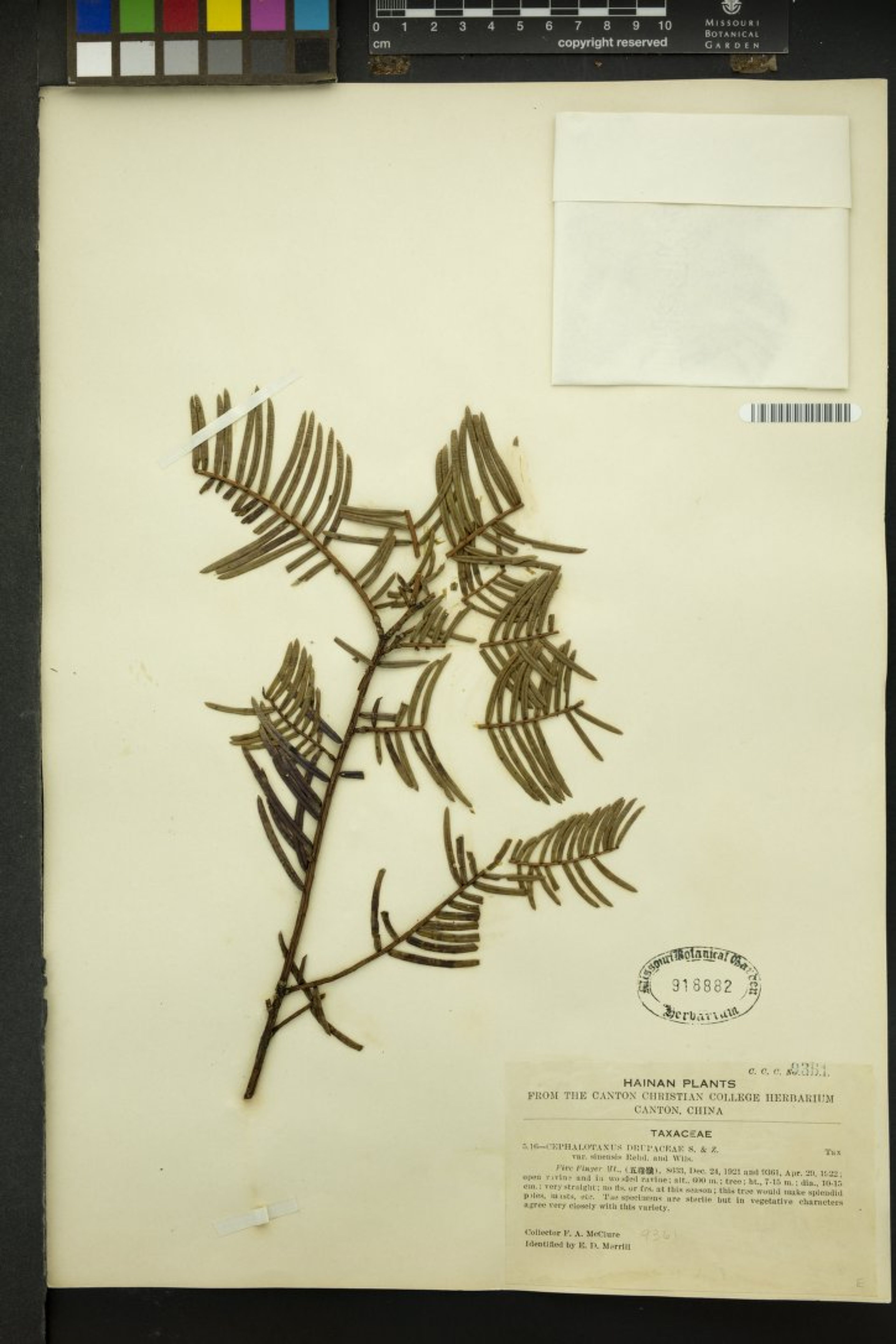 Cephalotaxus sinensis - 15