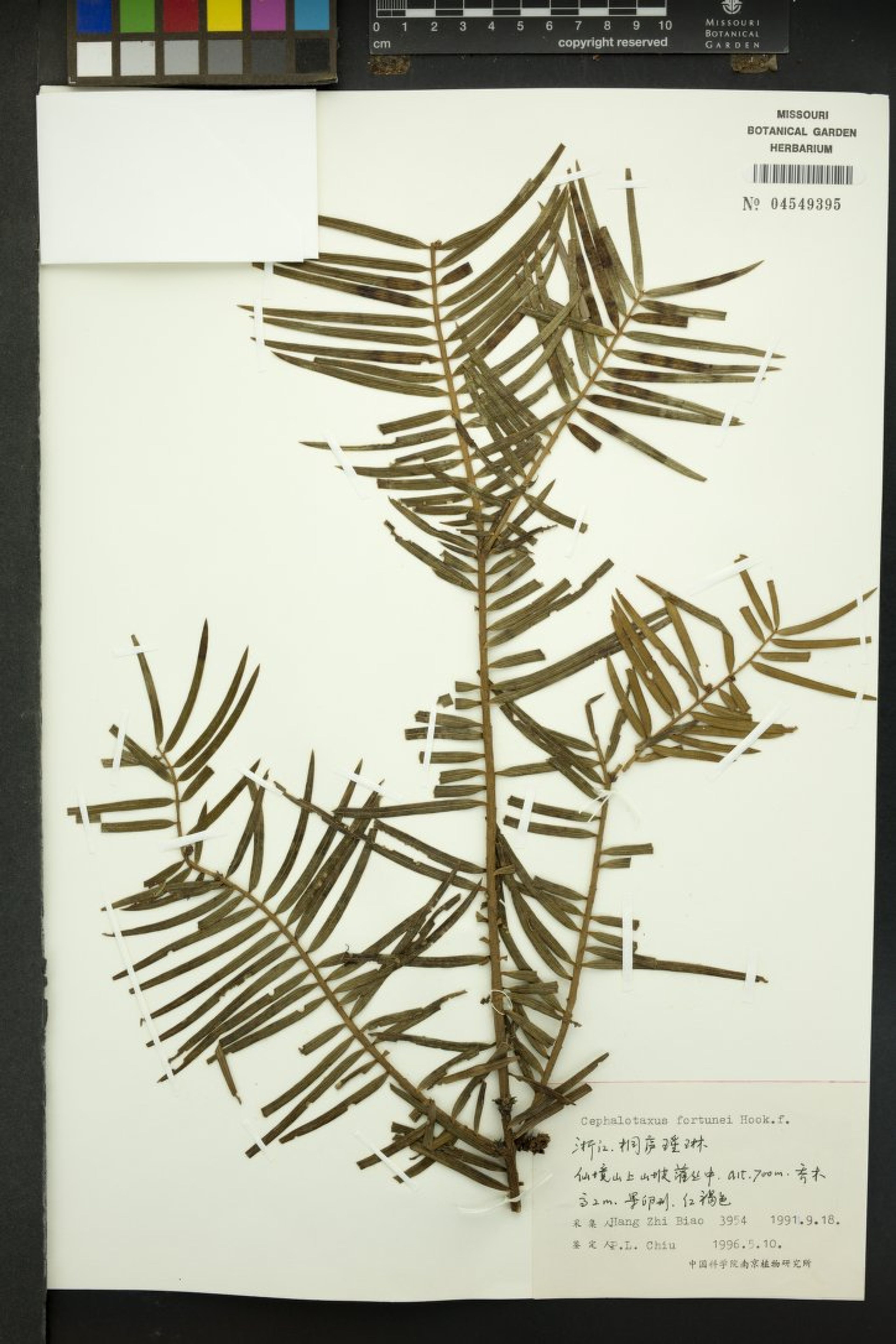 Cephalotaxus fortunei - 476