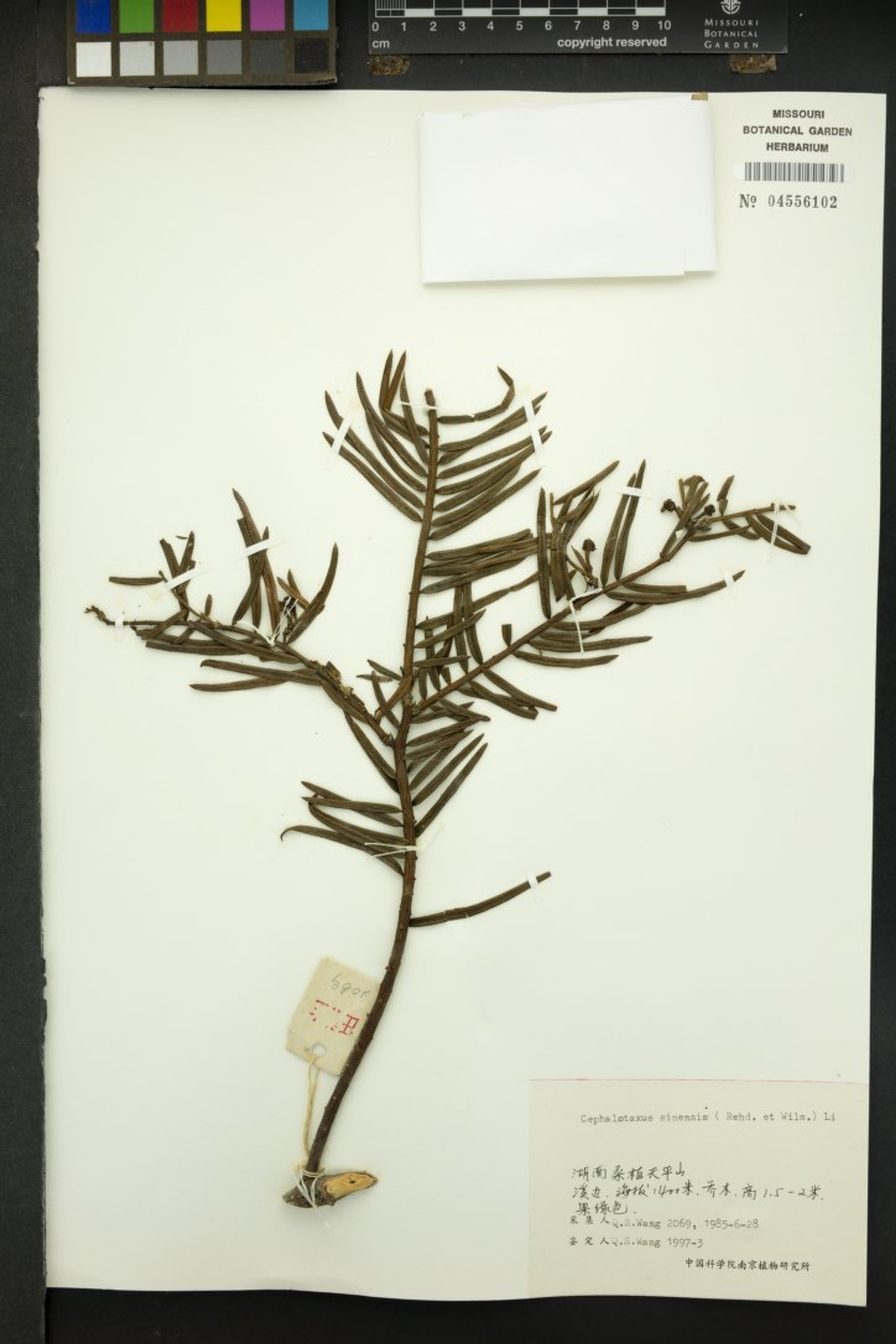 Cephalotaxus sinensis - 7