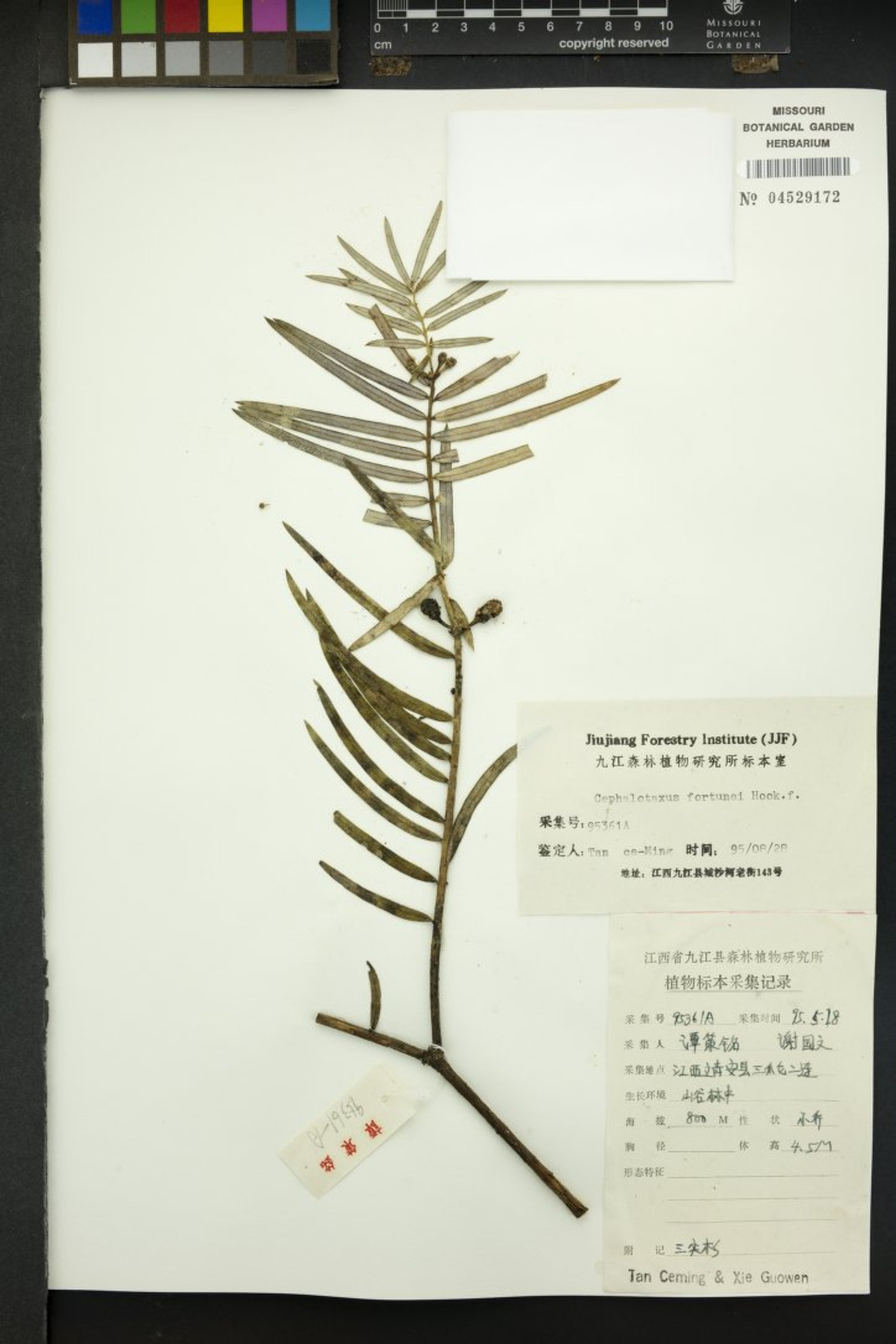Cephalotaxus fortunei - 463