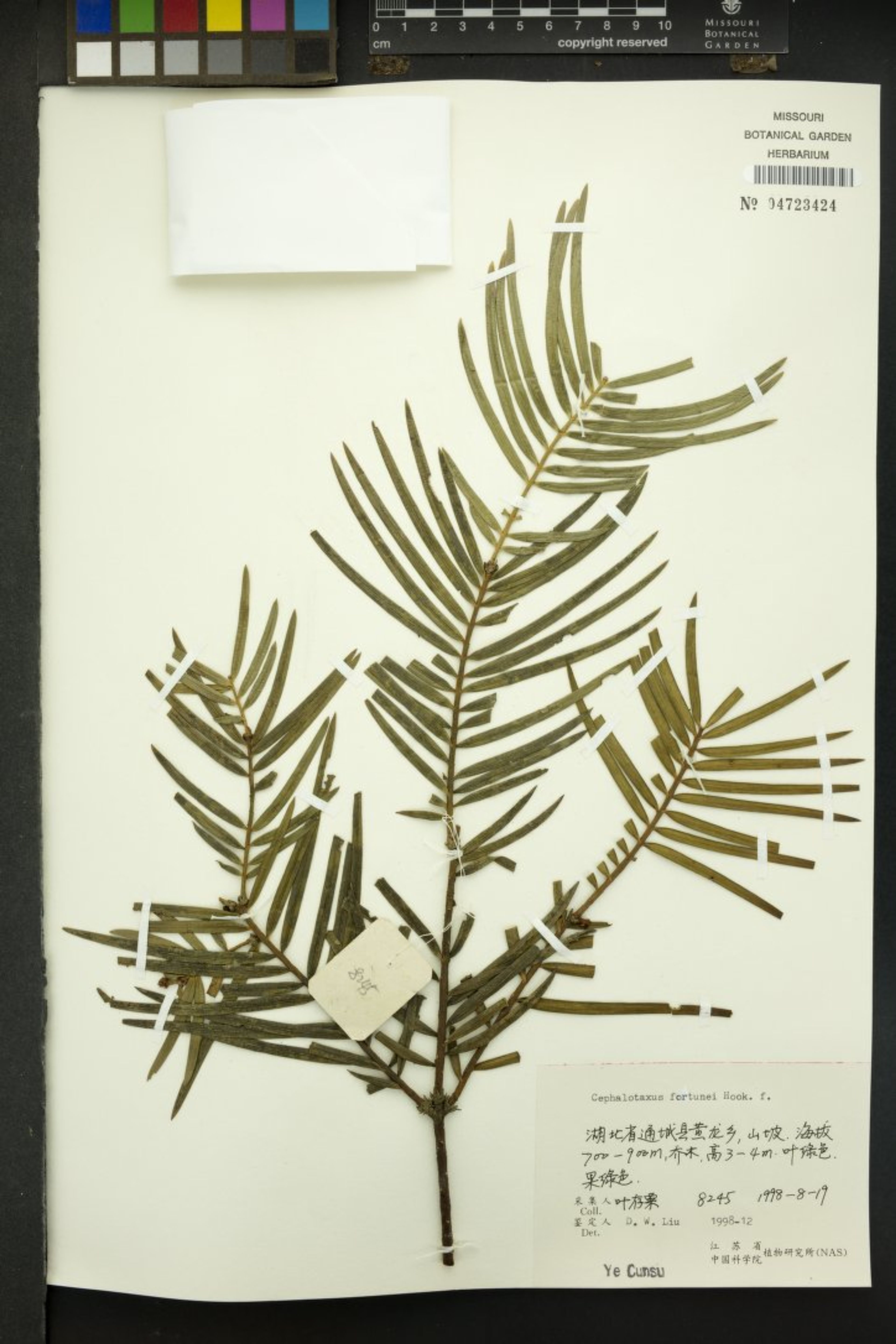 Cephalotaxus fortunei - 68