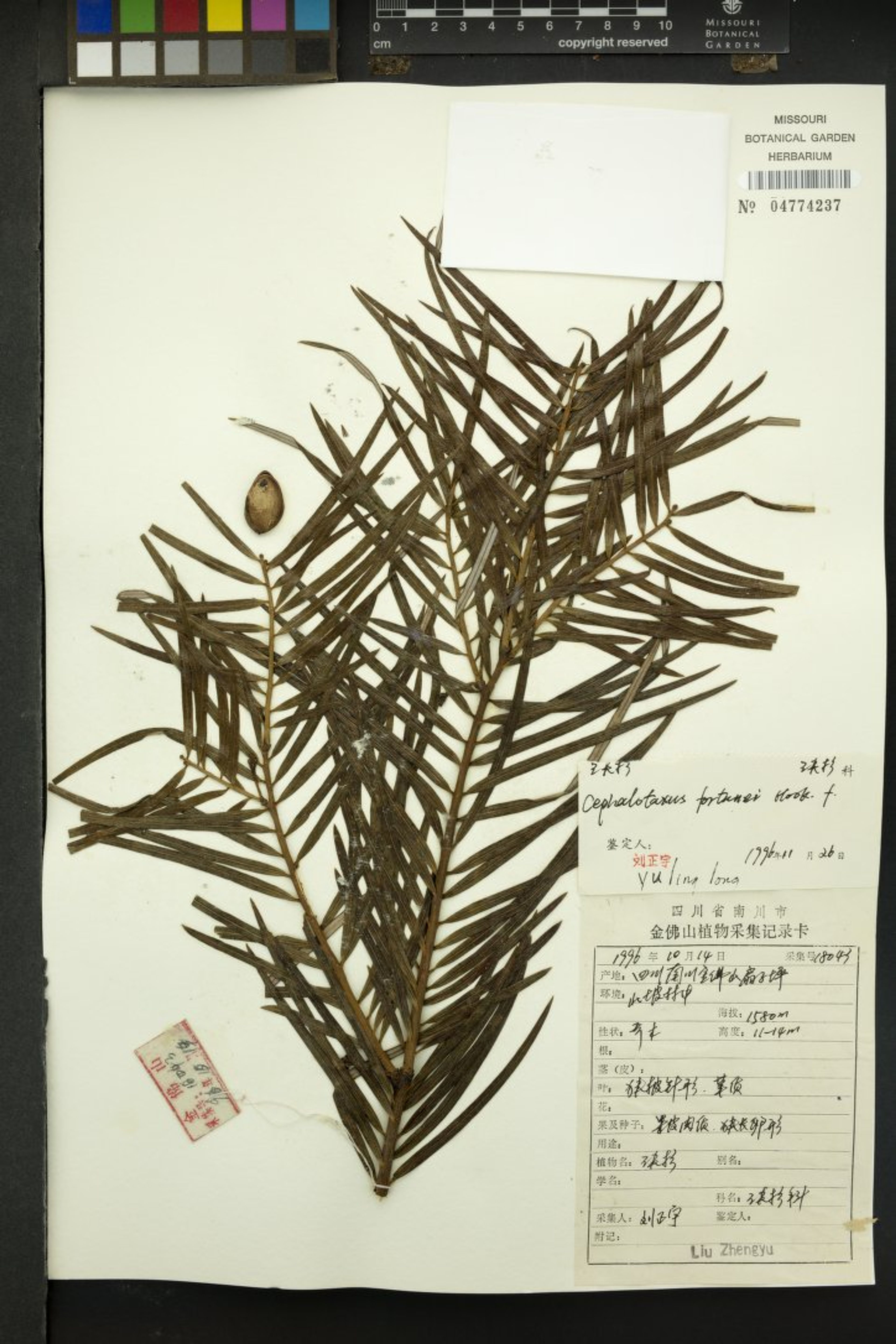 Cephalotaxus fortunei - 556