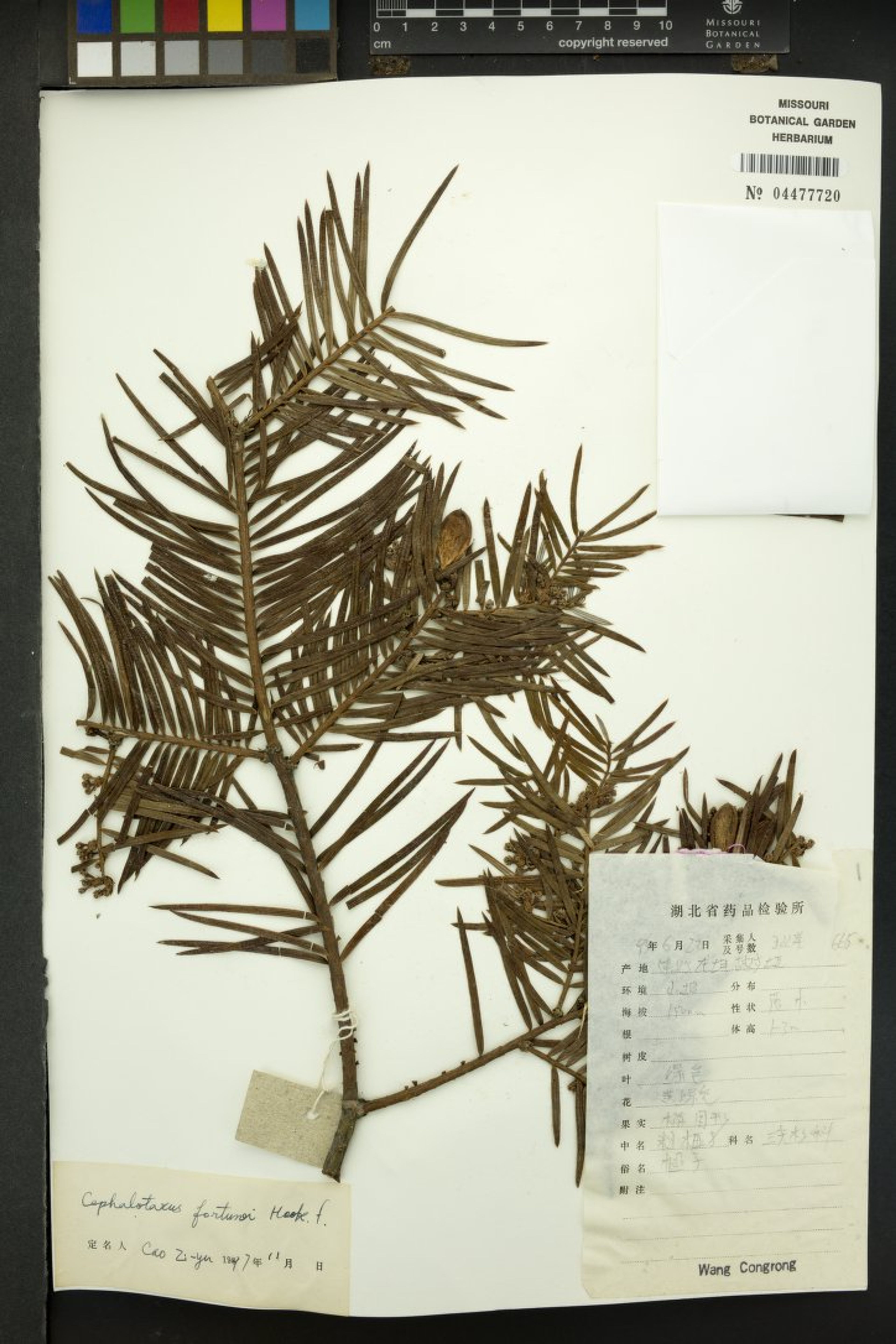 Cephalotaxus fortunei - 404