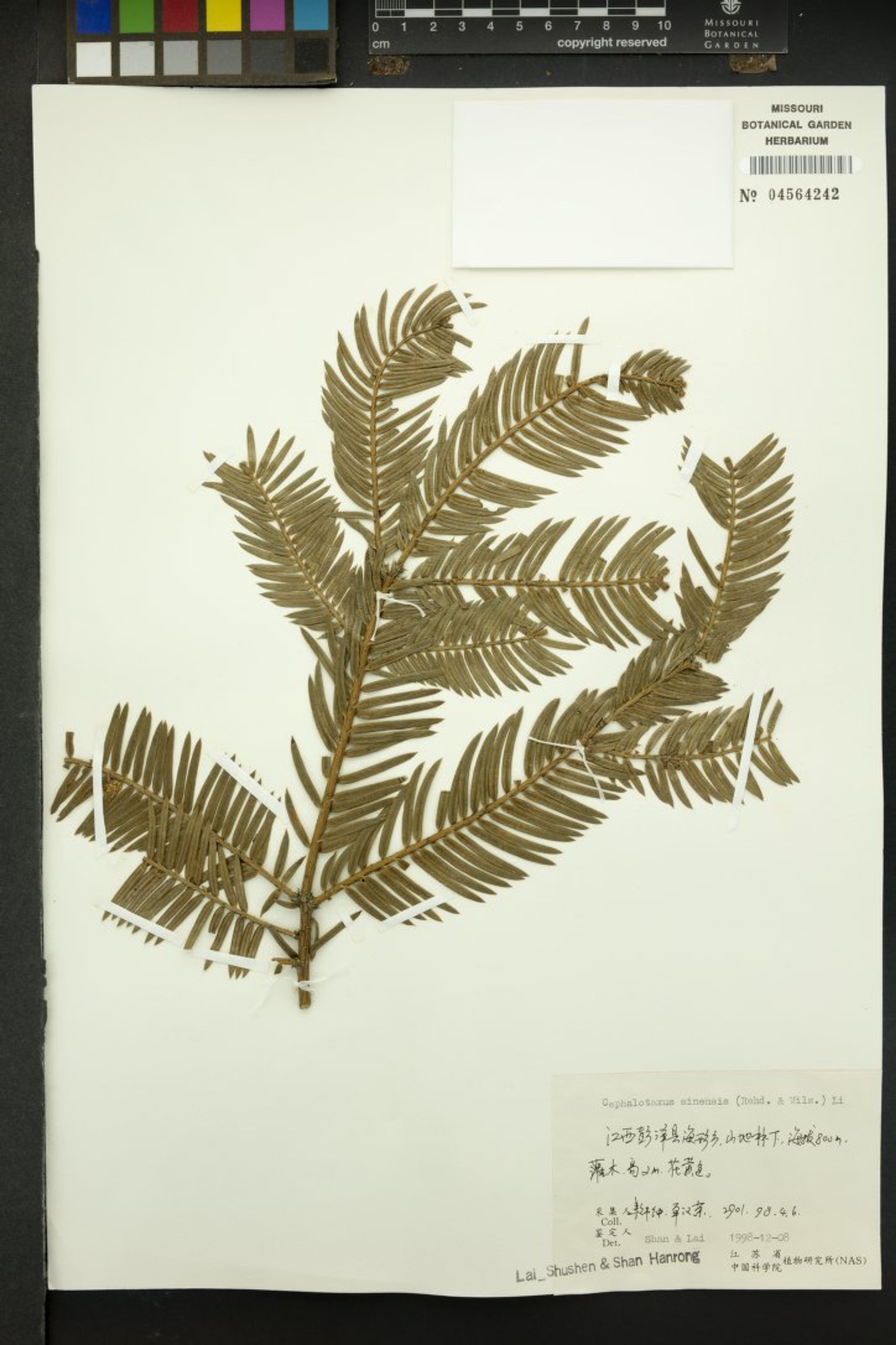 Cephalotaxus sinensis - 43