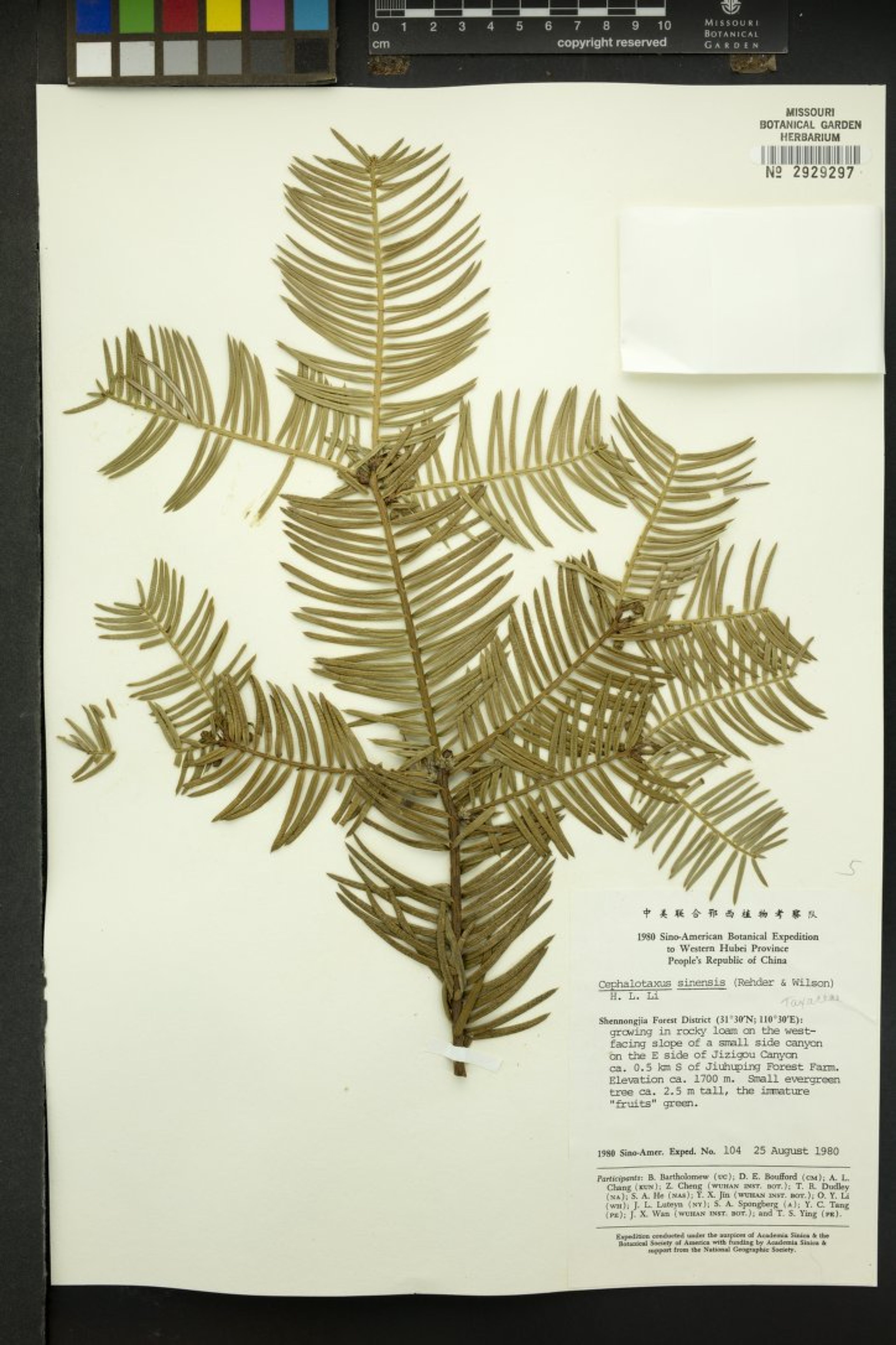 Cephalotaxus sinensis - 51