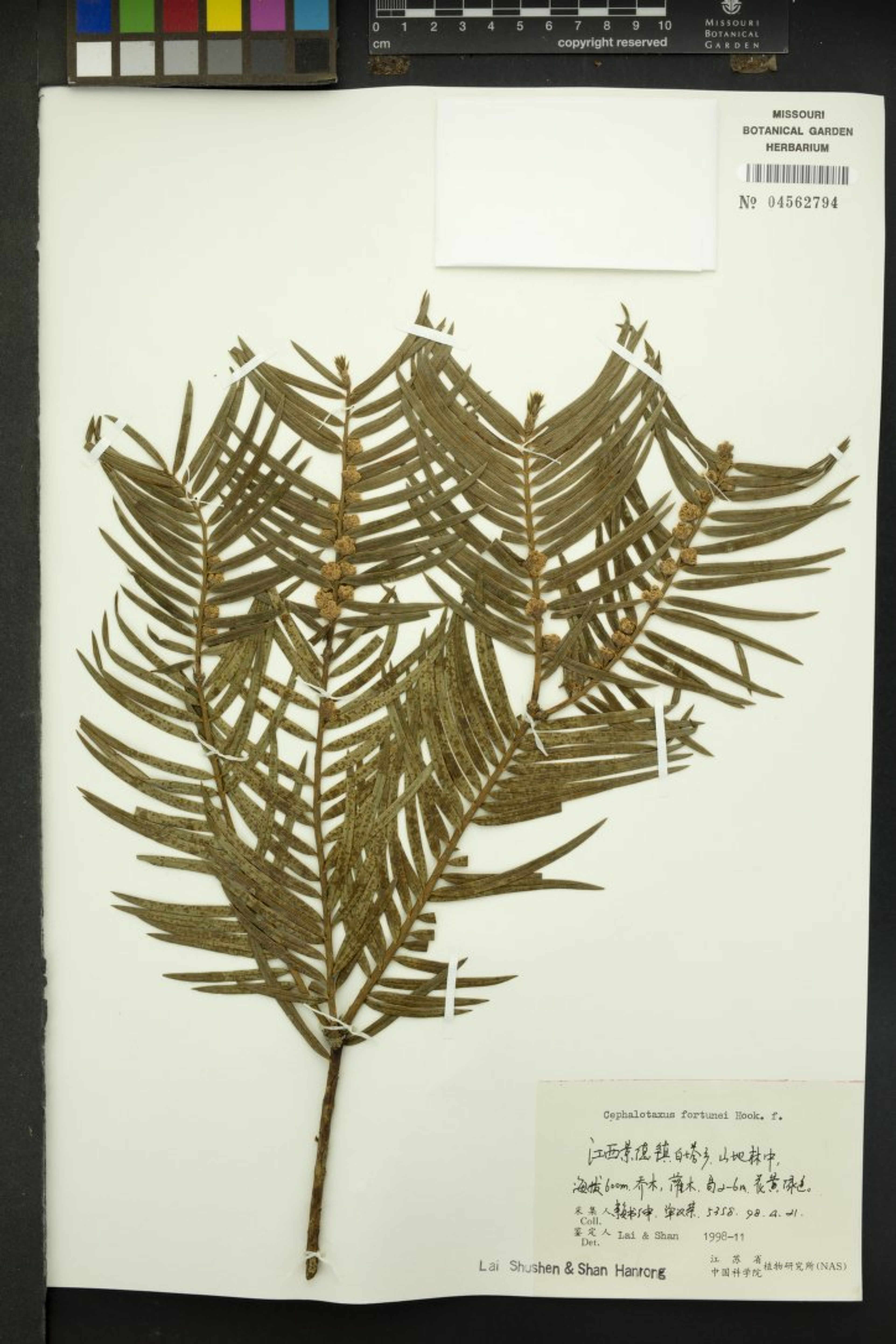 Cephalotaxus sinensis - 39