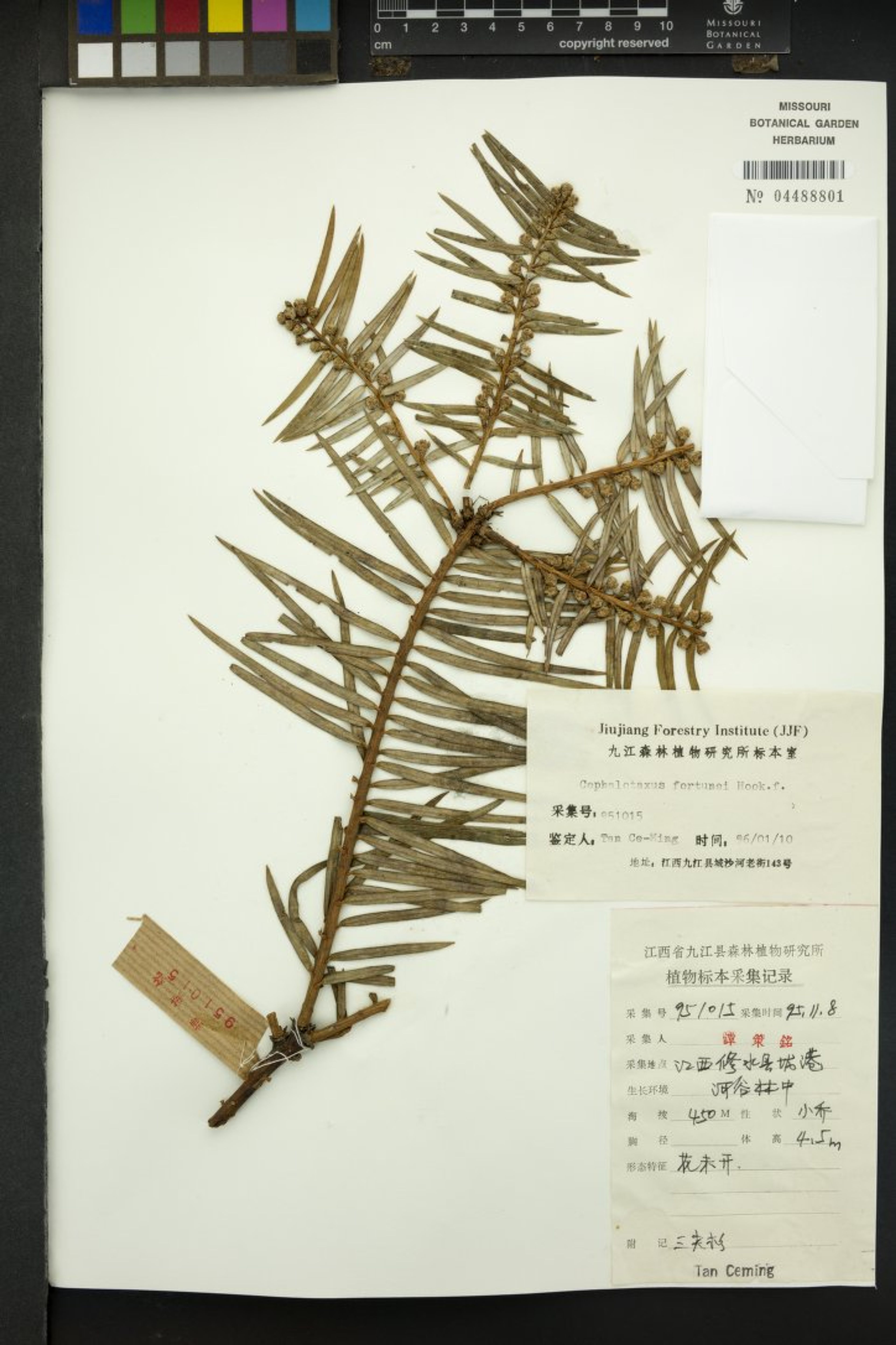 Cephalotaxus fortunei - 129