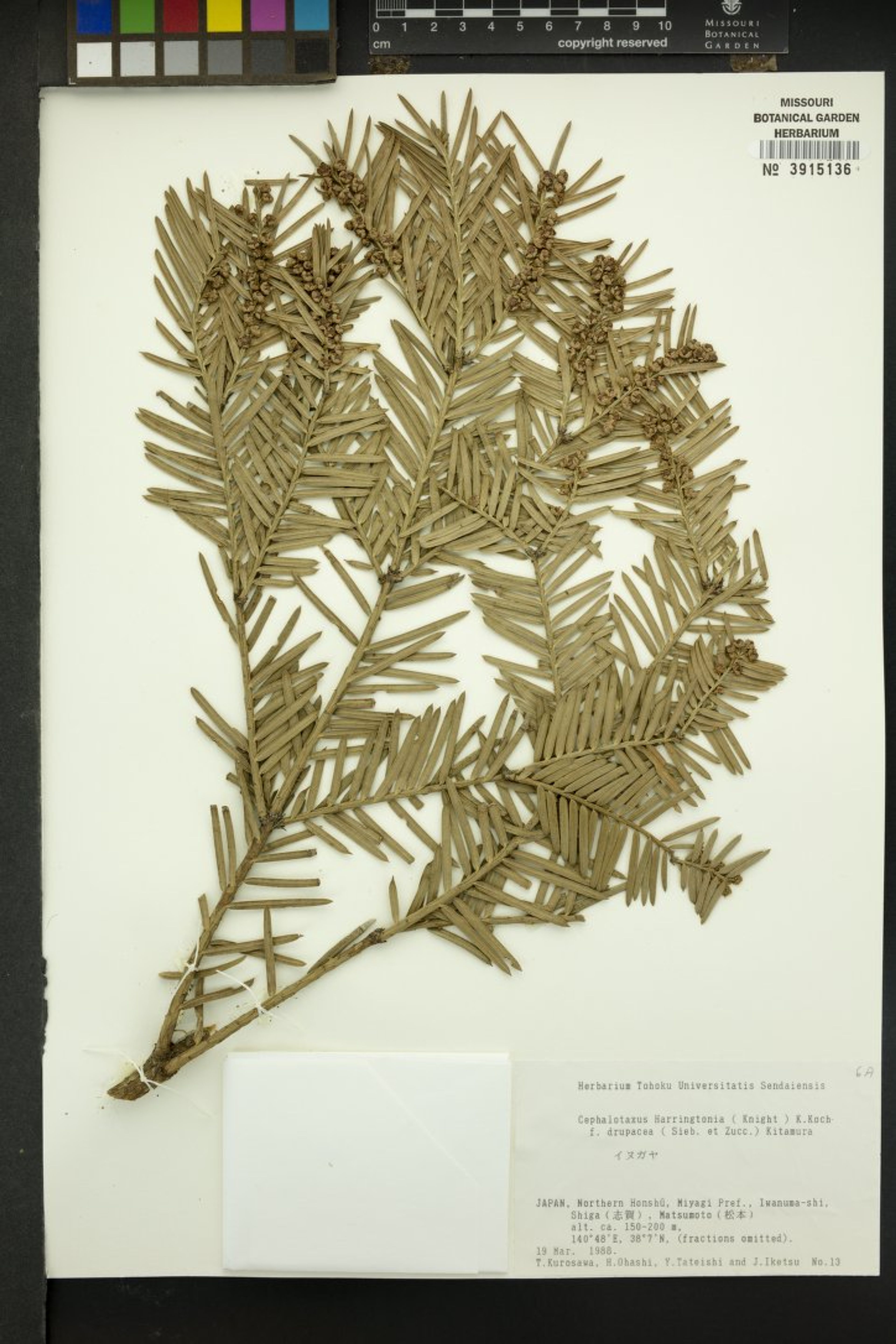 Cephalotaxus harringtonia drupacea - 13