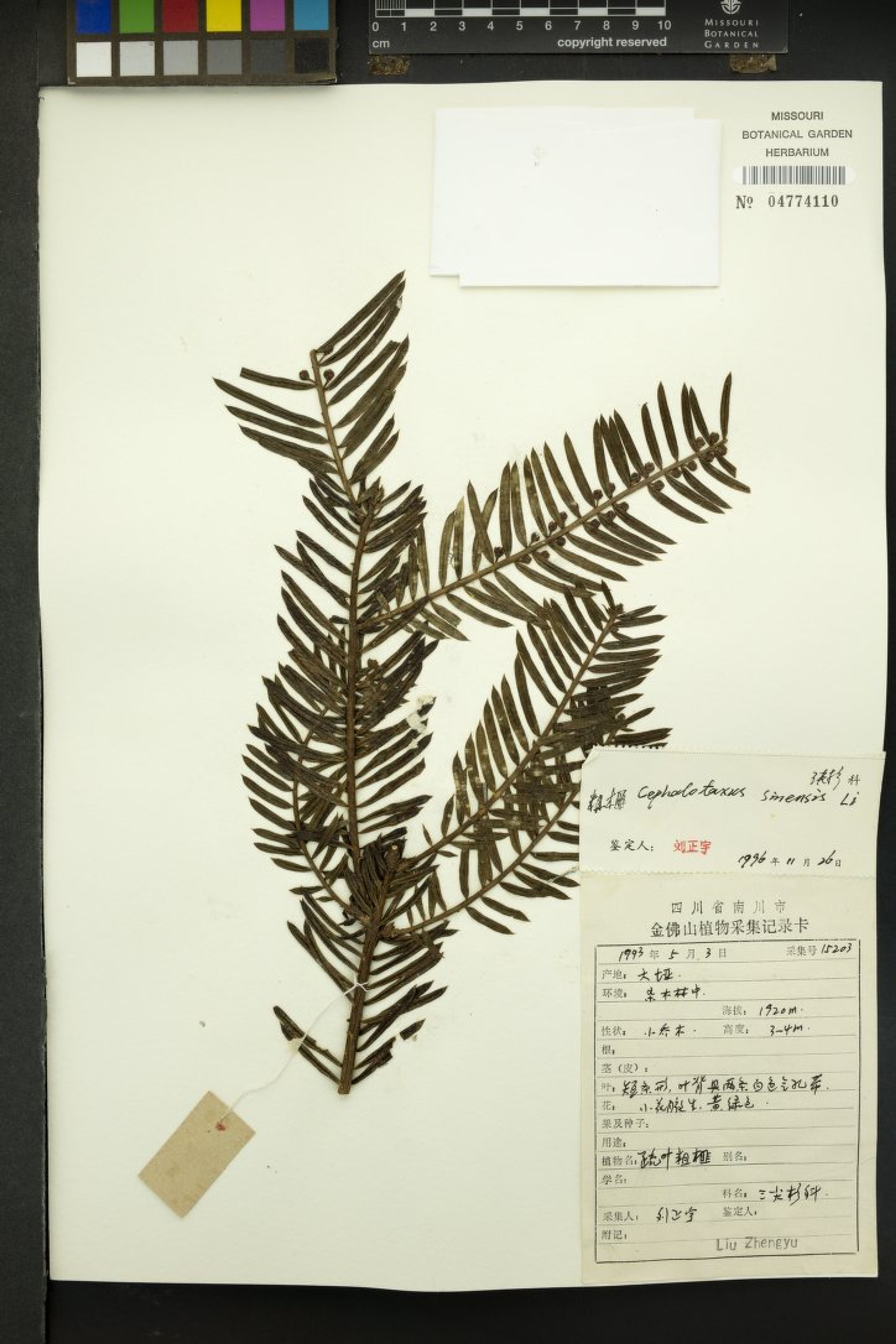 Cephalotaxus sinensis - 6