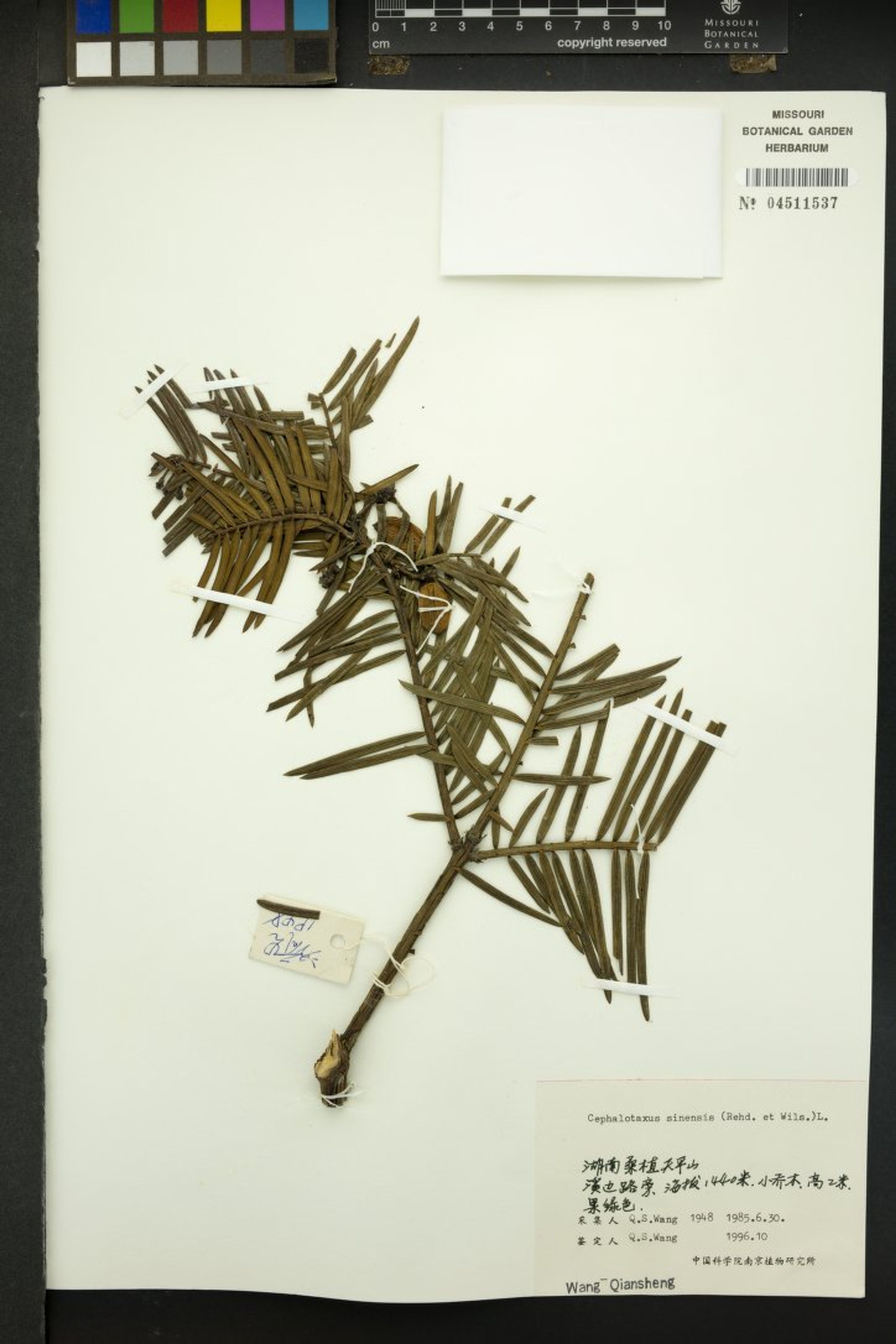 Cephalotaxus sinensis - 59