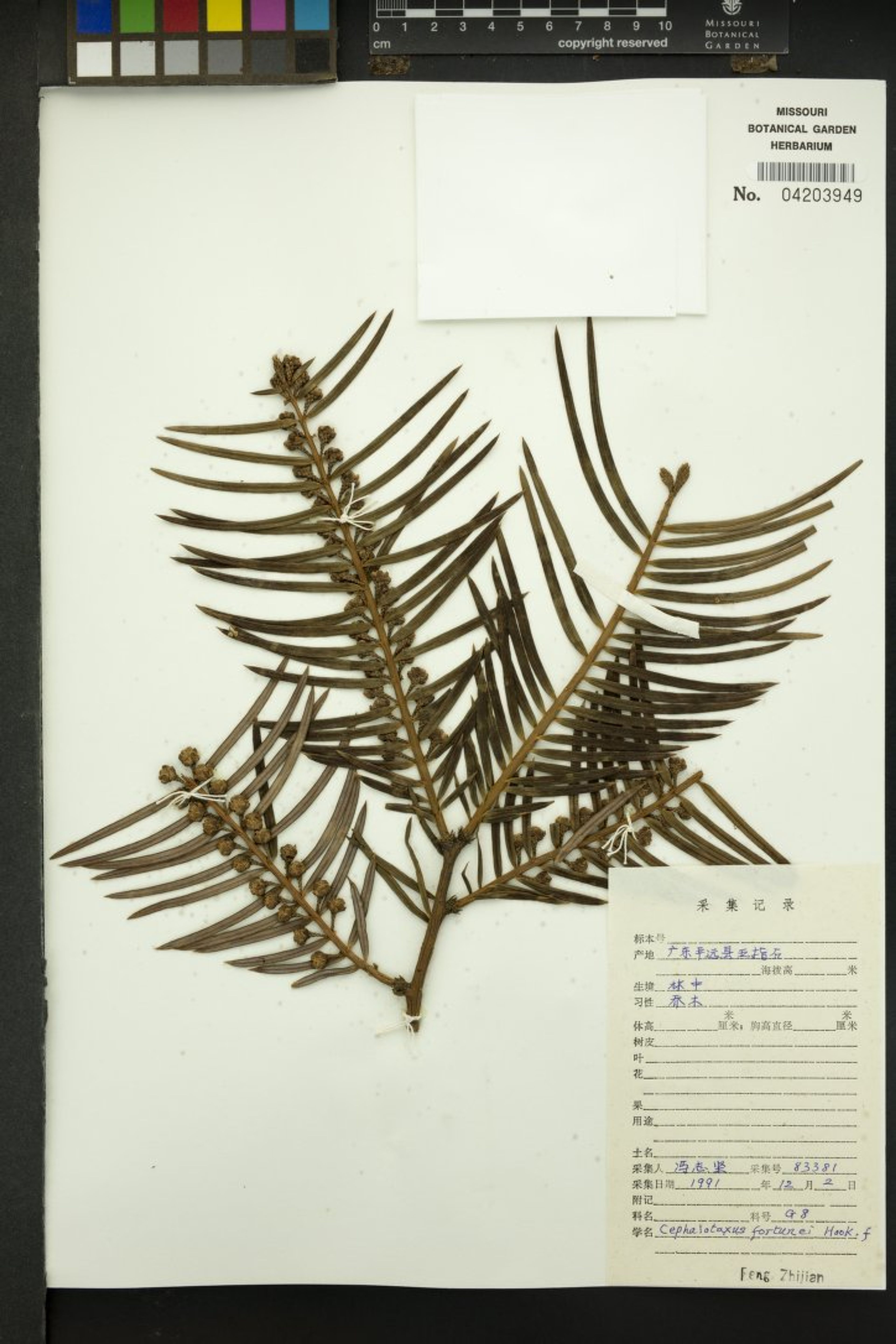 Cephalotaxus fortunei - 180